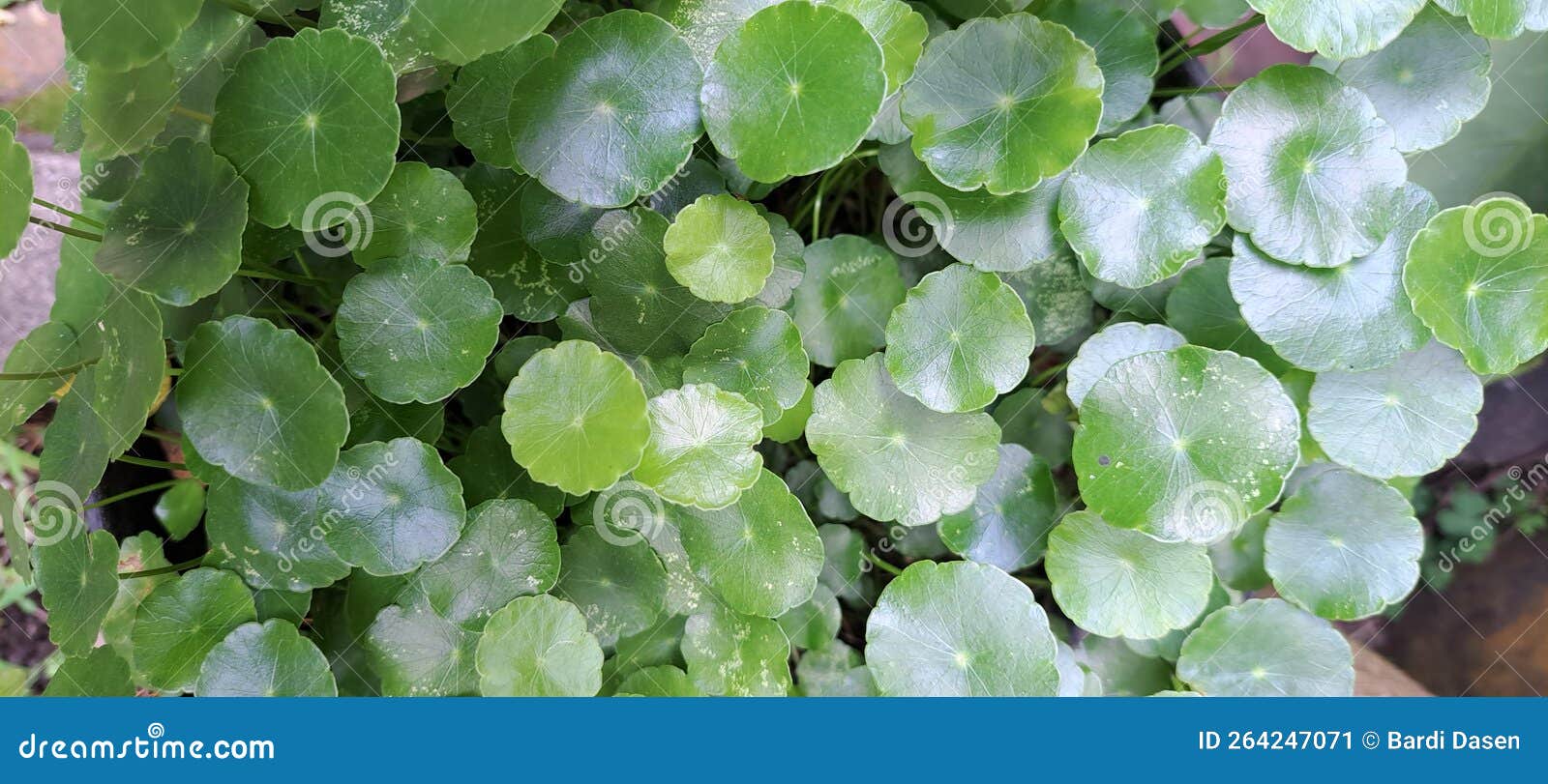 Small Green Leaf Collections Special Stock Image Image of leaf