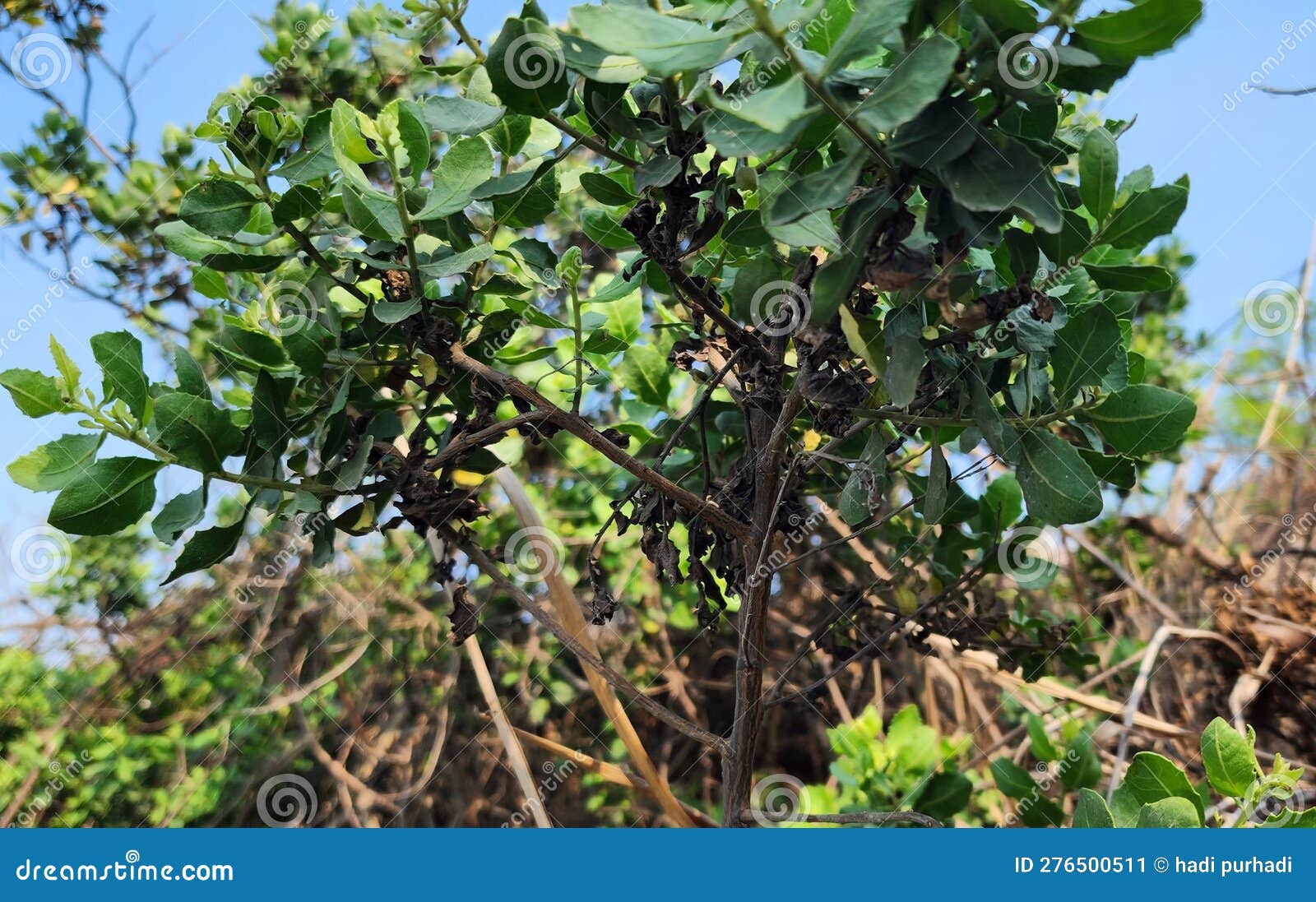 Small Green Leaf Trees Grow on the Outskirts of the Coastal Estuary