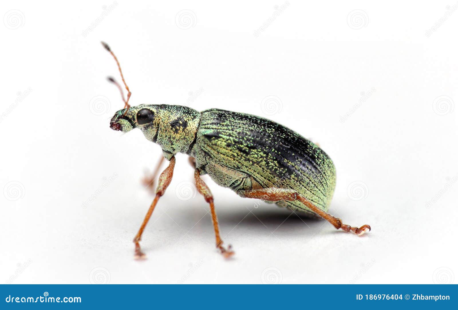 2 396 Leaf Weevil Photos Free Royalty Free Stock Photos From Dreamstime
