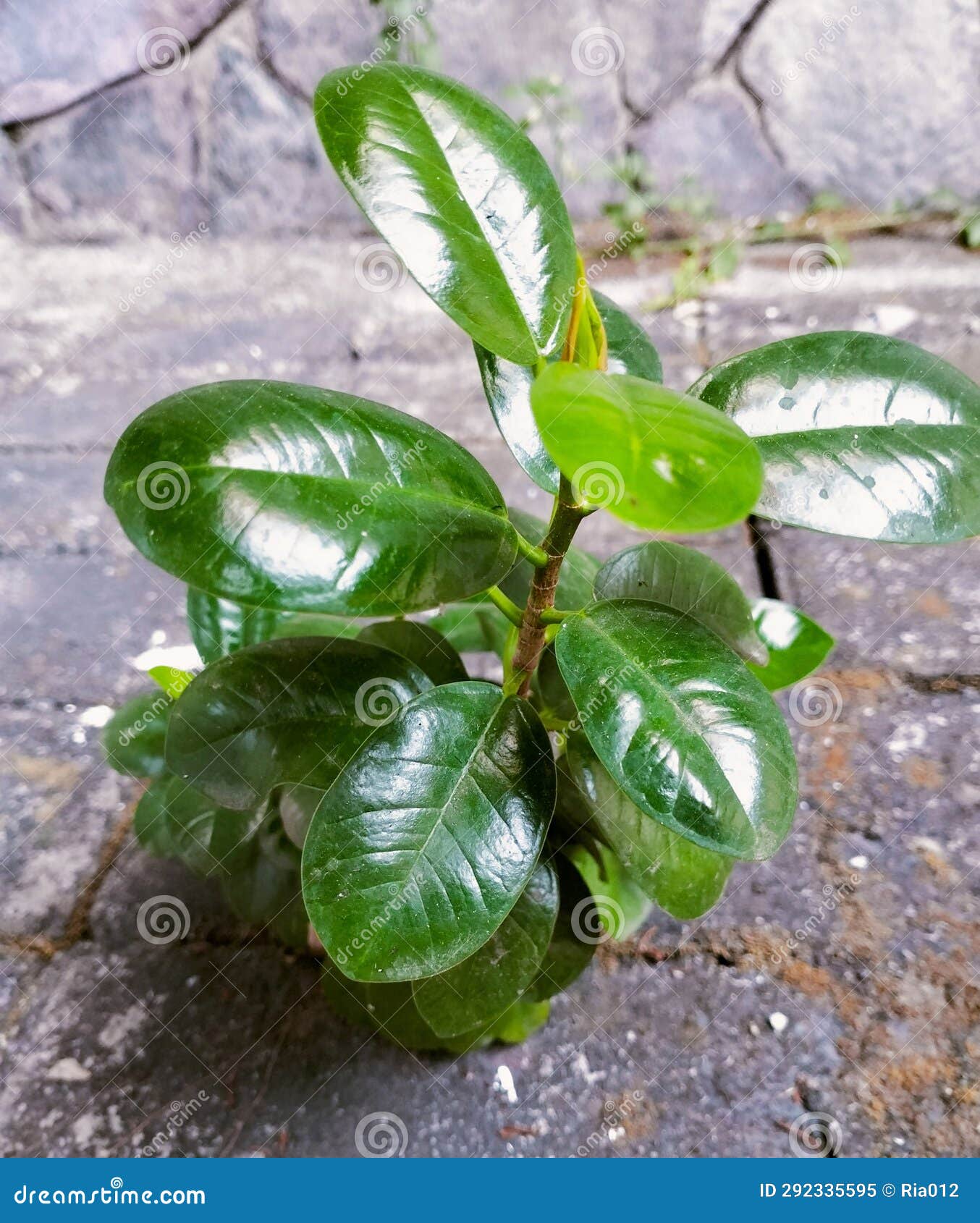 Small Green Leafy Plant in the Backyard Stock Image Image of green