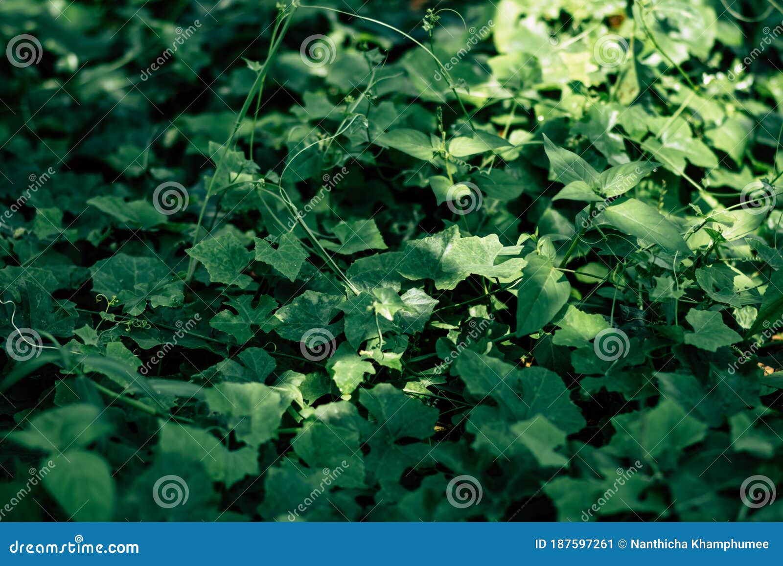 small green leaves are growing. after the rain, water droplets on the leaves make it natural sunshine and has a bright green