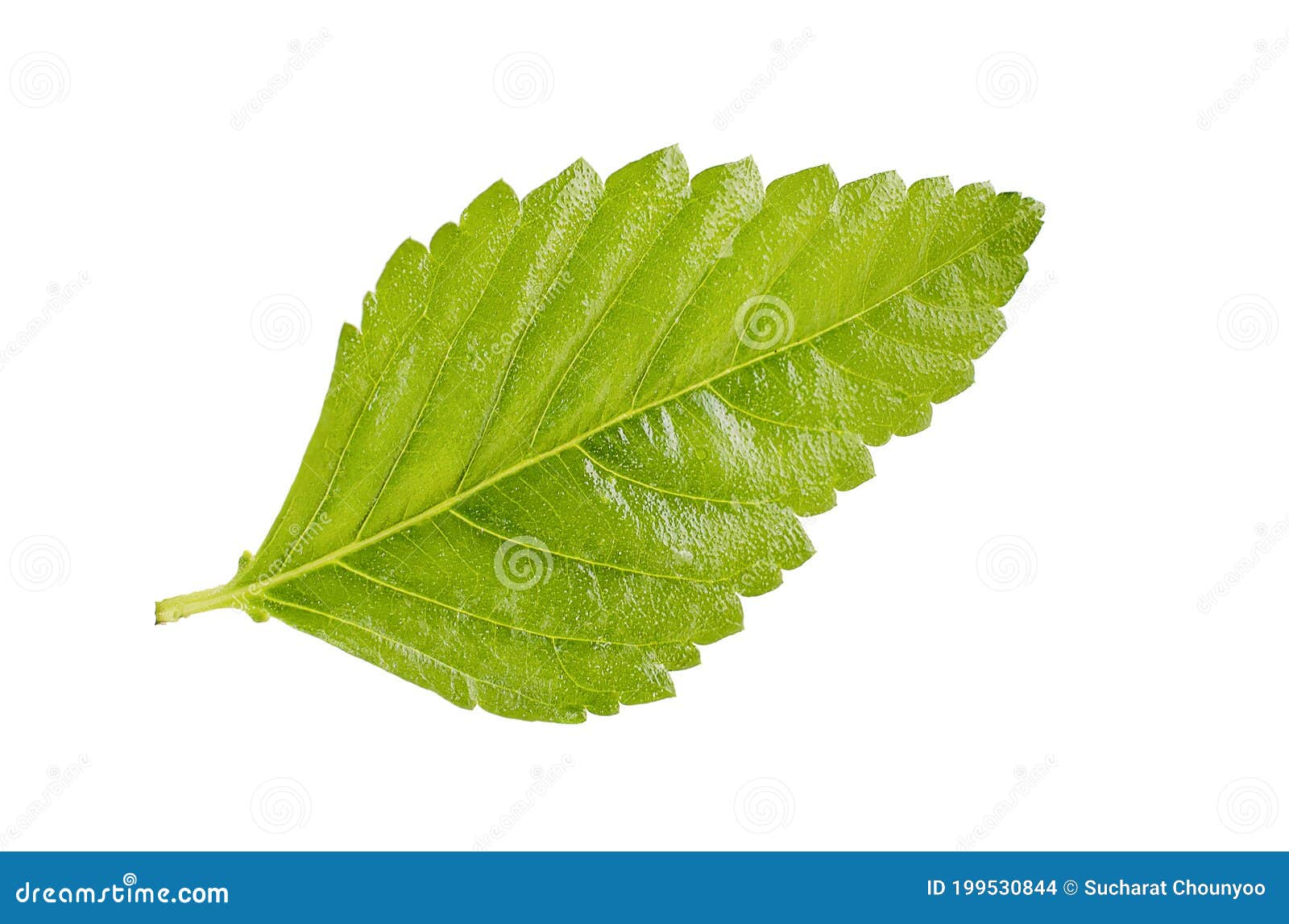 Small Green Leaves Isolated on White Background Stock Photo Image of