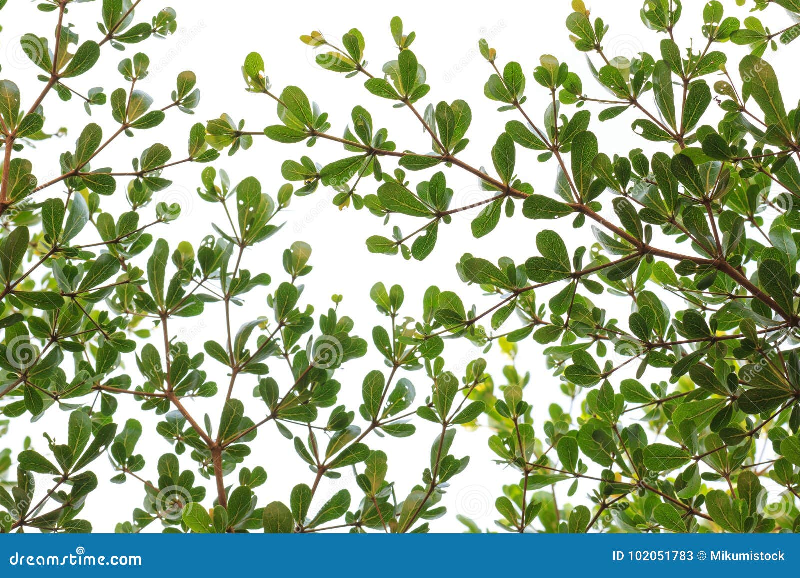 Small green leaves. stock image. Image of backdrop, detail - 102051783