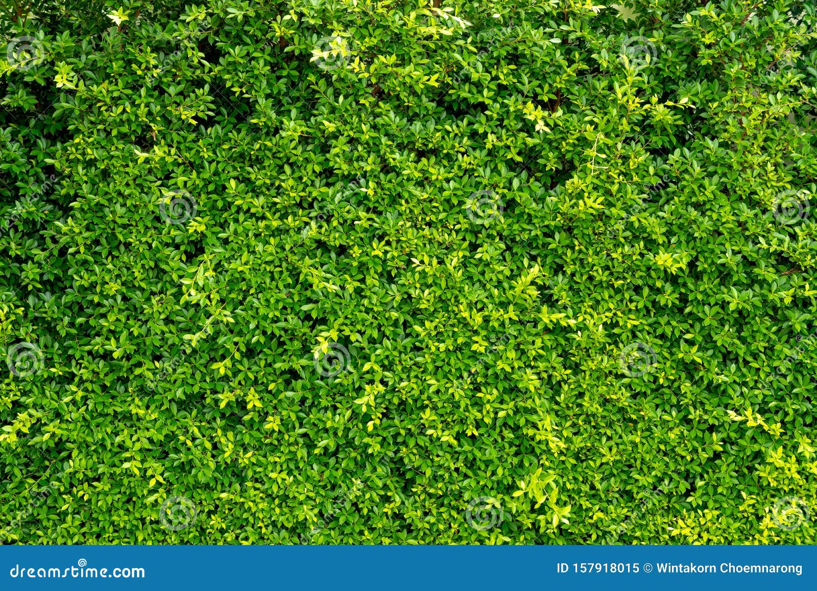 Small Green Leaves Texture Background Stock Image - Image of light,  environment: 157918015