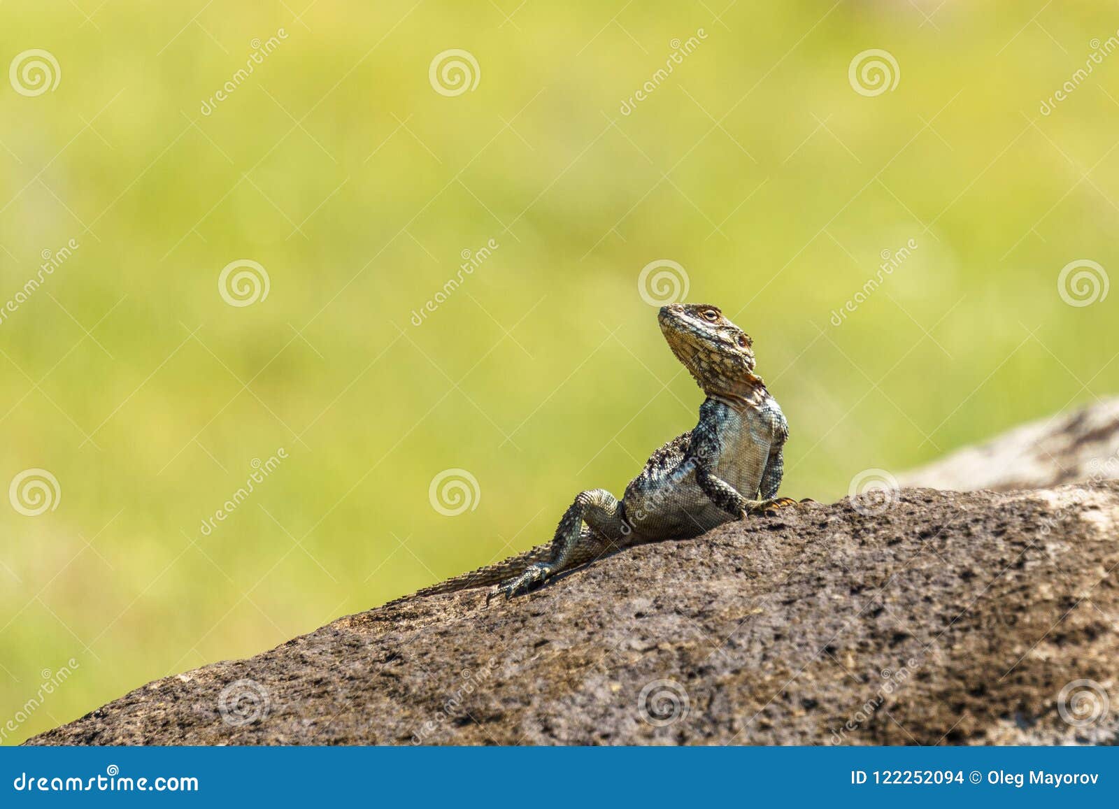 A Small Green Lizard on a Rock with Green Background. Stock Photo