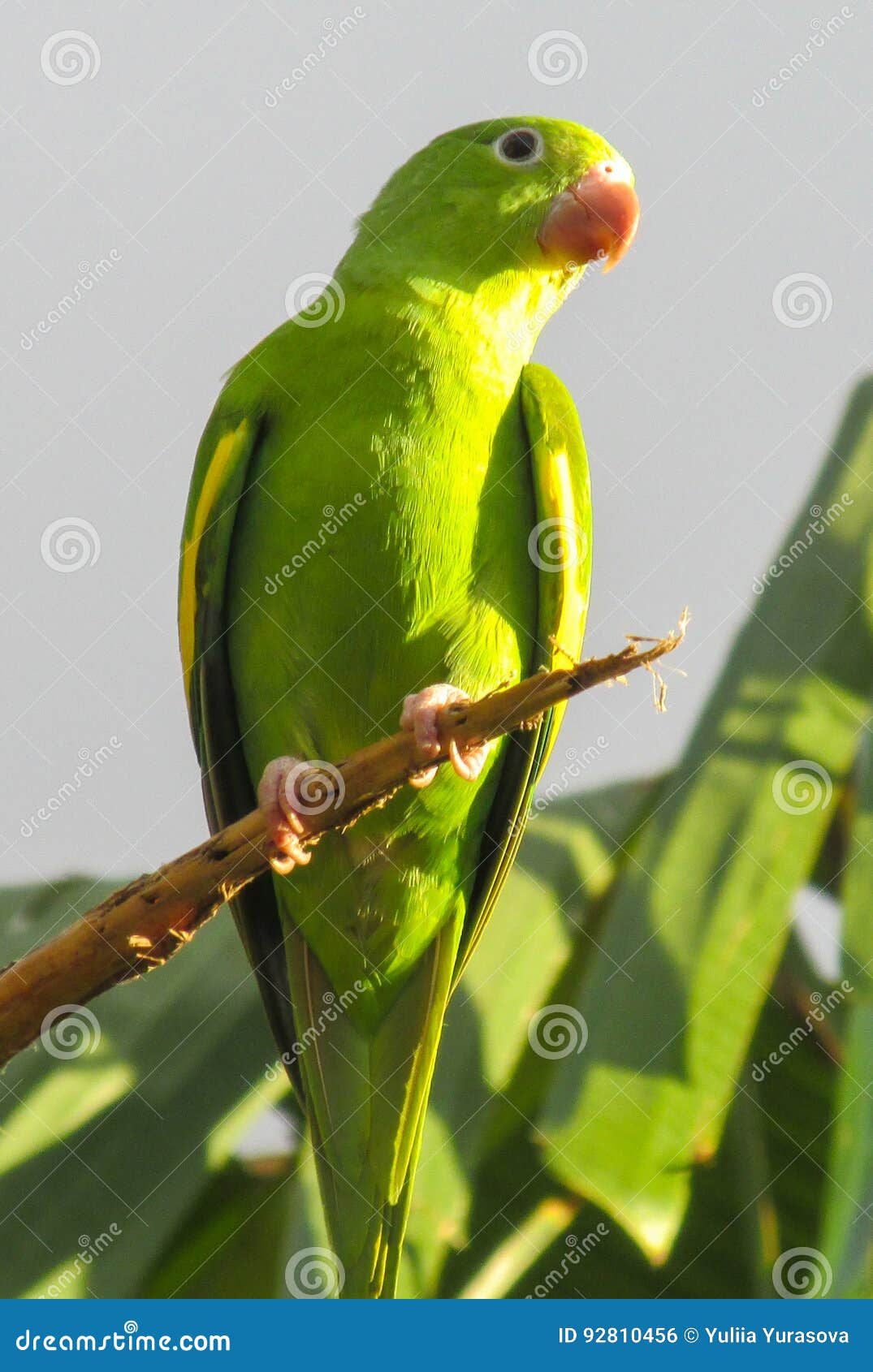 Small green parrot stock photo. Image of bill, color 92810456
