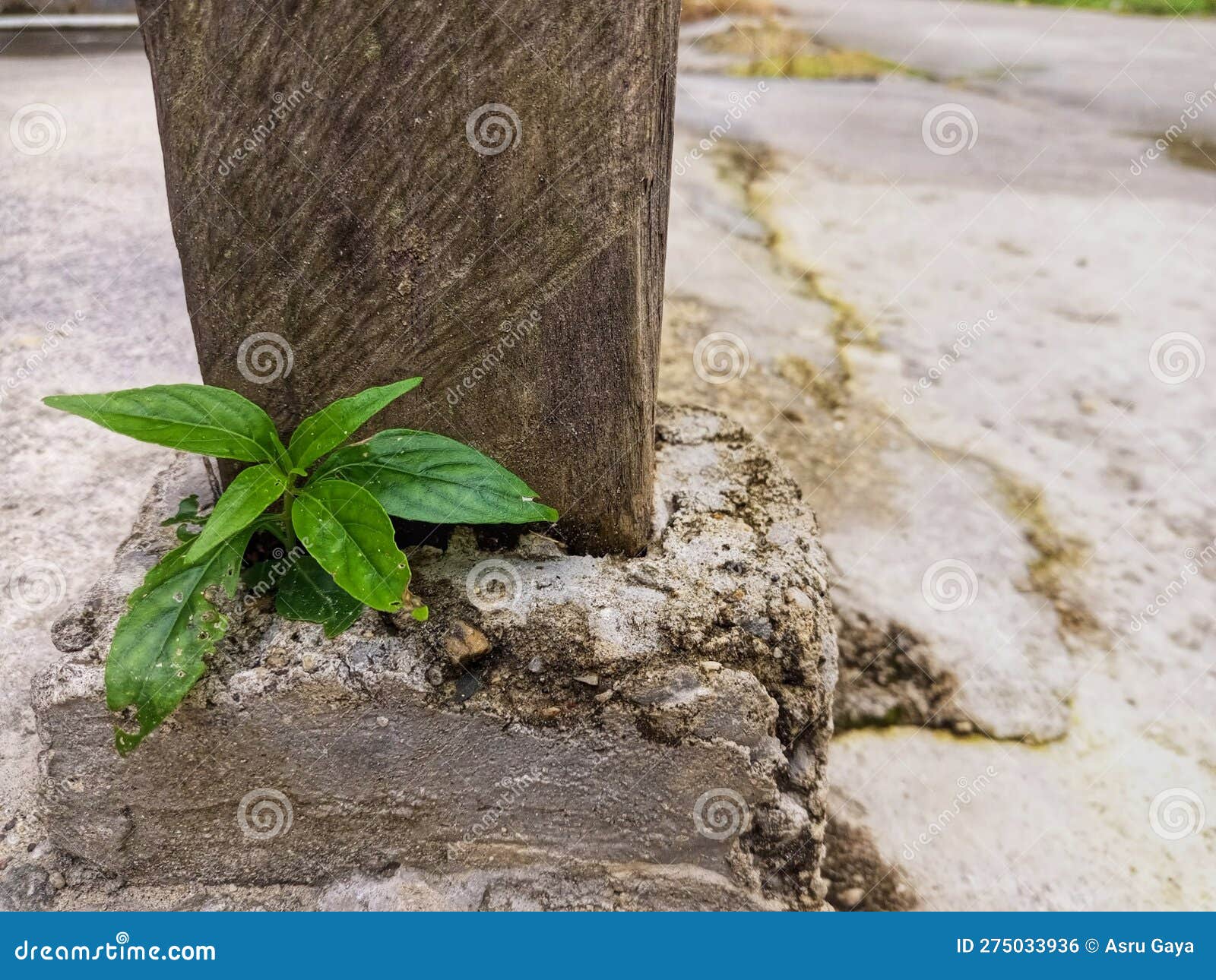 Small Green Plant Grow on Concrete Cement, Background Side Frame Stock