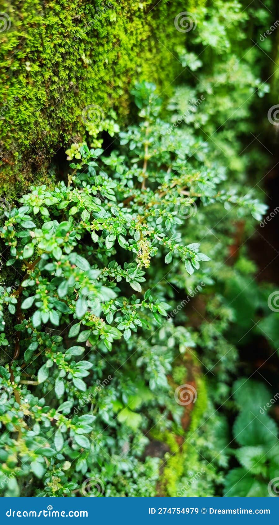Small Green Plant Growing on Damp Wall Stock Image Image of plant, wall 274754979