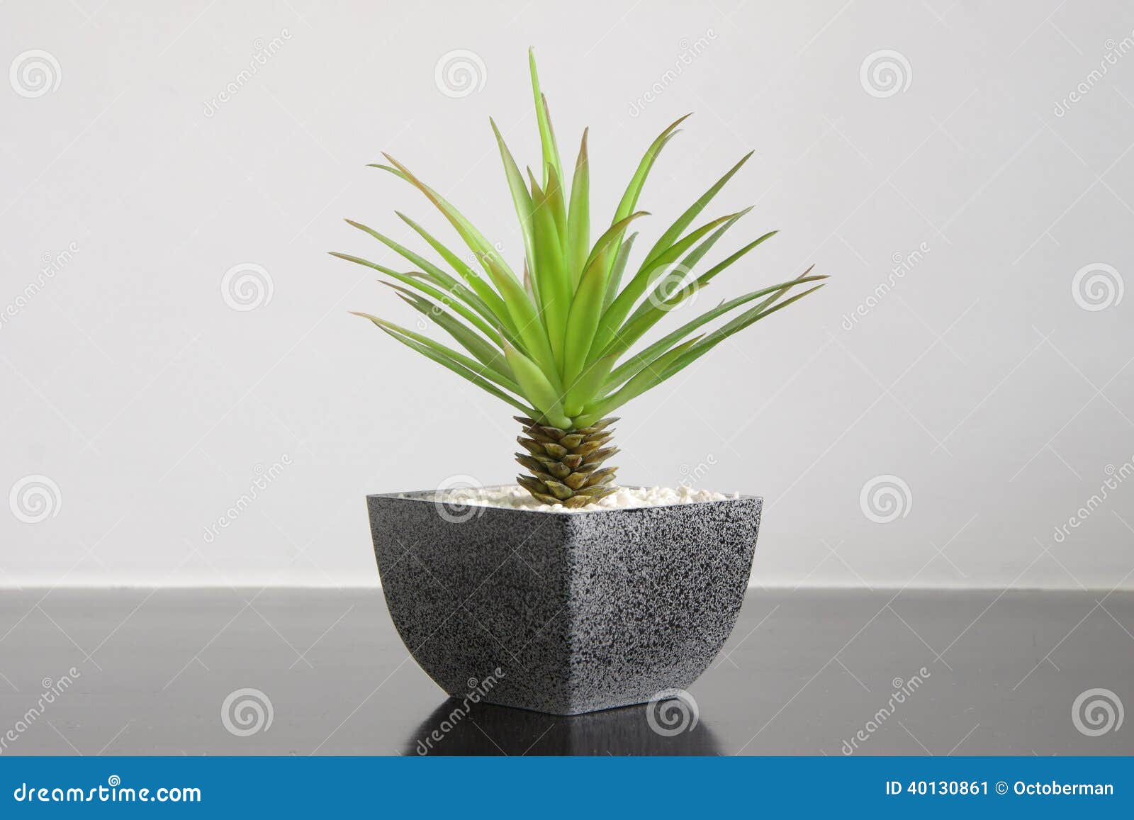  Small  Green Plant  For Home  Decoration Stock Photo Image 