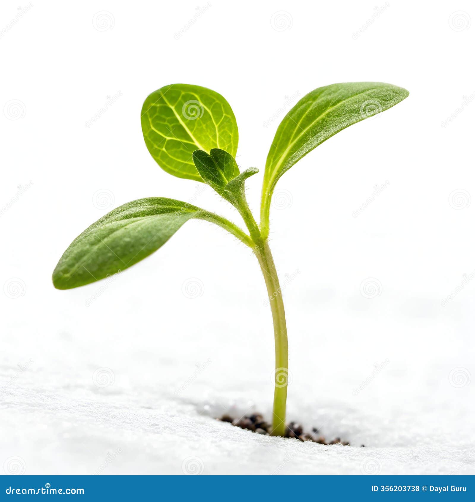 small green sprout  on white background