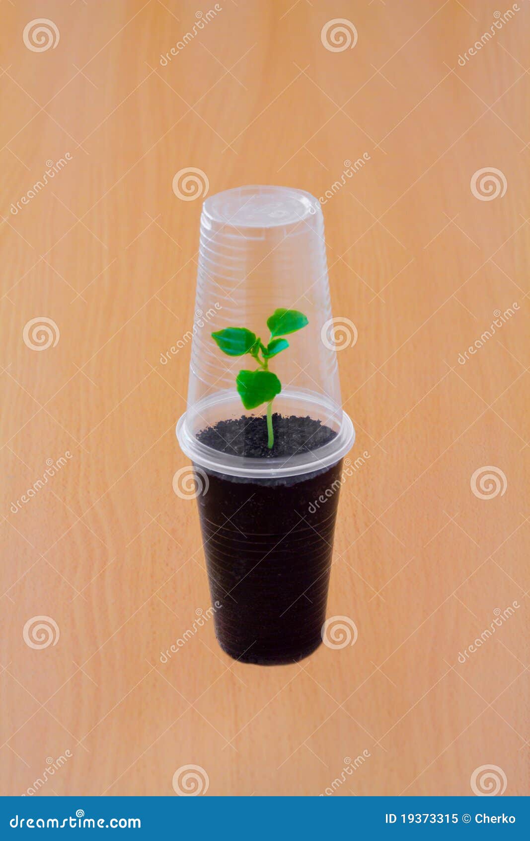 Small Green Sprout Under Plastic Cup Stock Image Image of cultivate