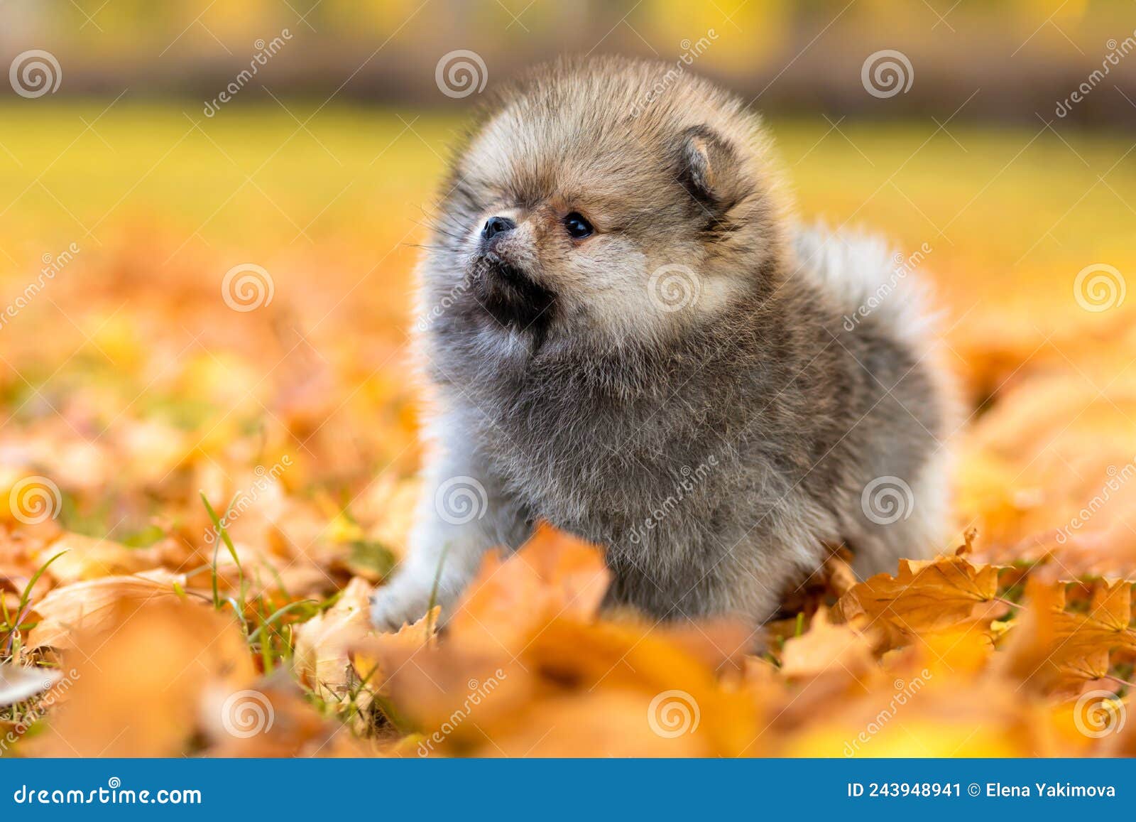 small grey pomeranian spitz puppy, sable color