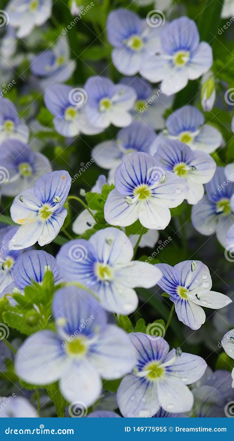 Small ground cover flowers stock image. Image of summer 149775955