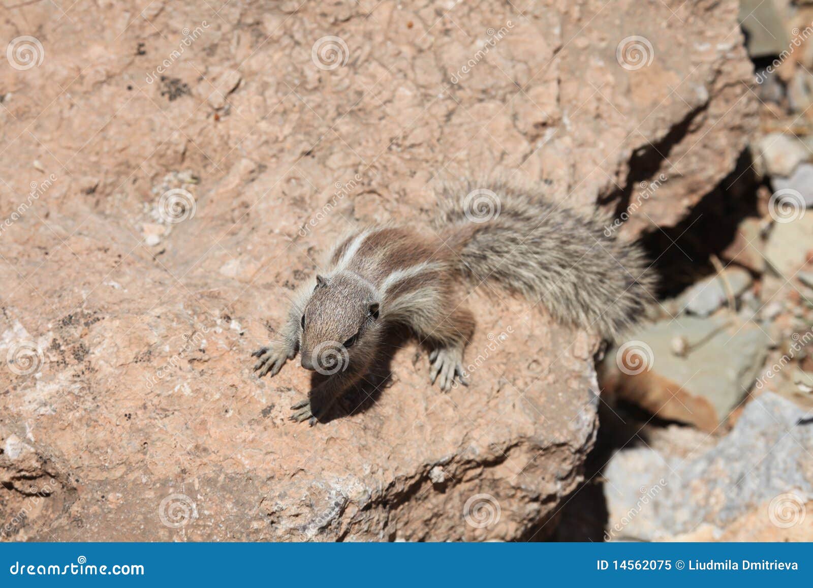 Small Ground Squirrel with Bushy Tail Stock Image Image of bushy