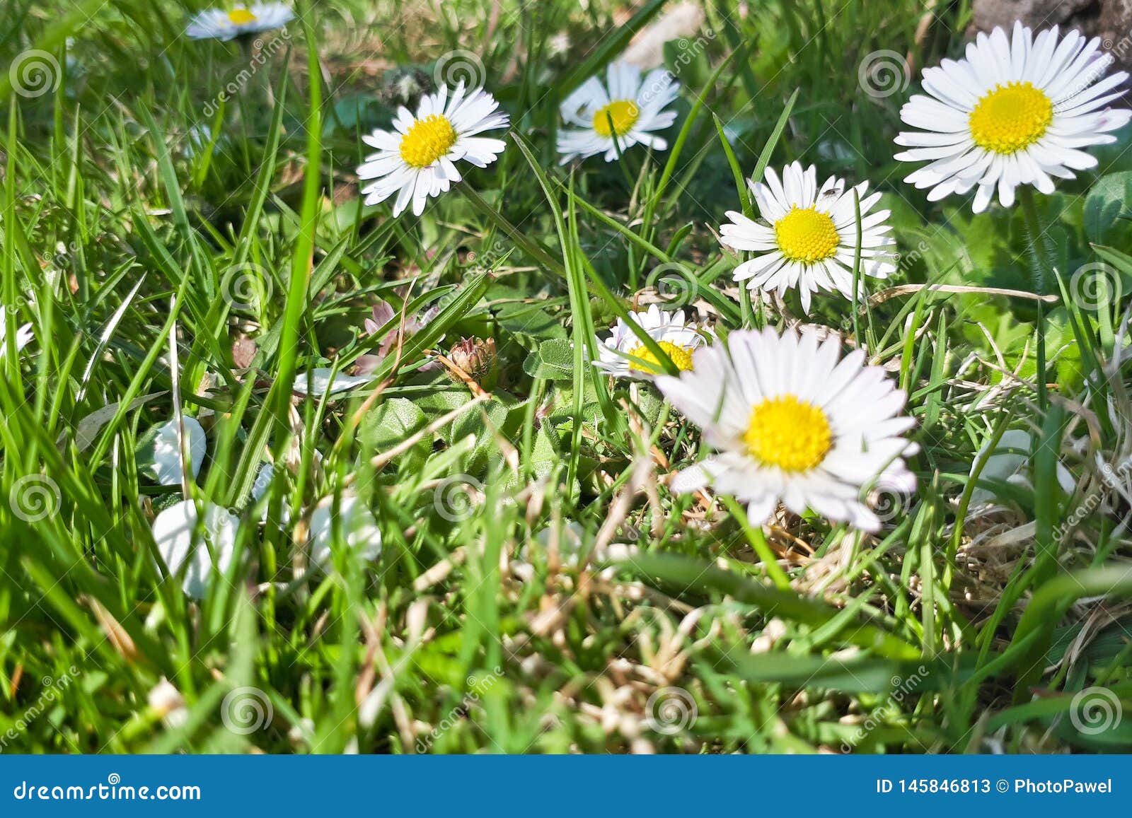 Group Daisies Closeup Stock Photos Download 2,000 Royalty Free Photos