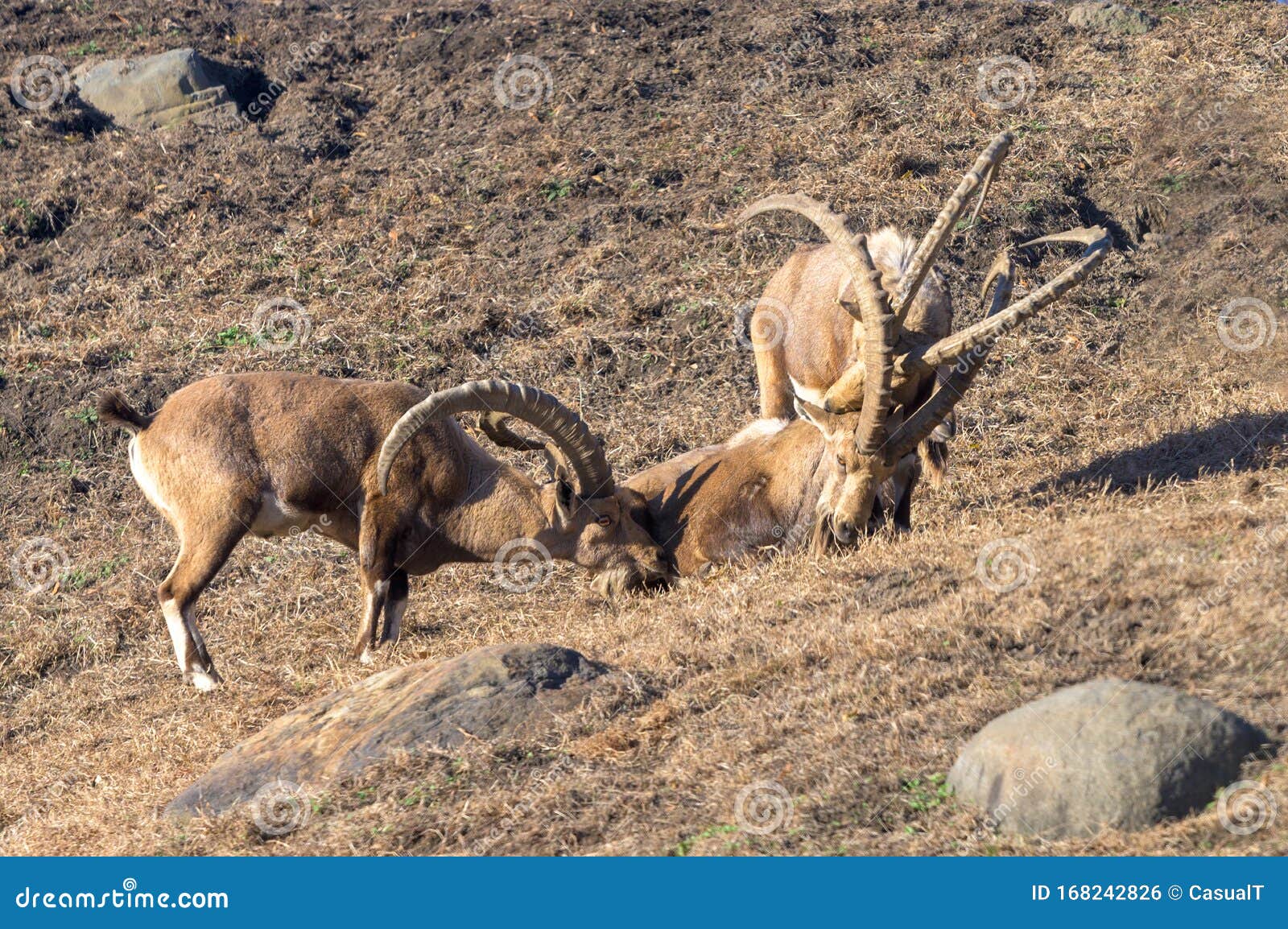 small group of ibex enjoying a leisurely afternoon in the sun