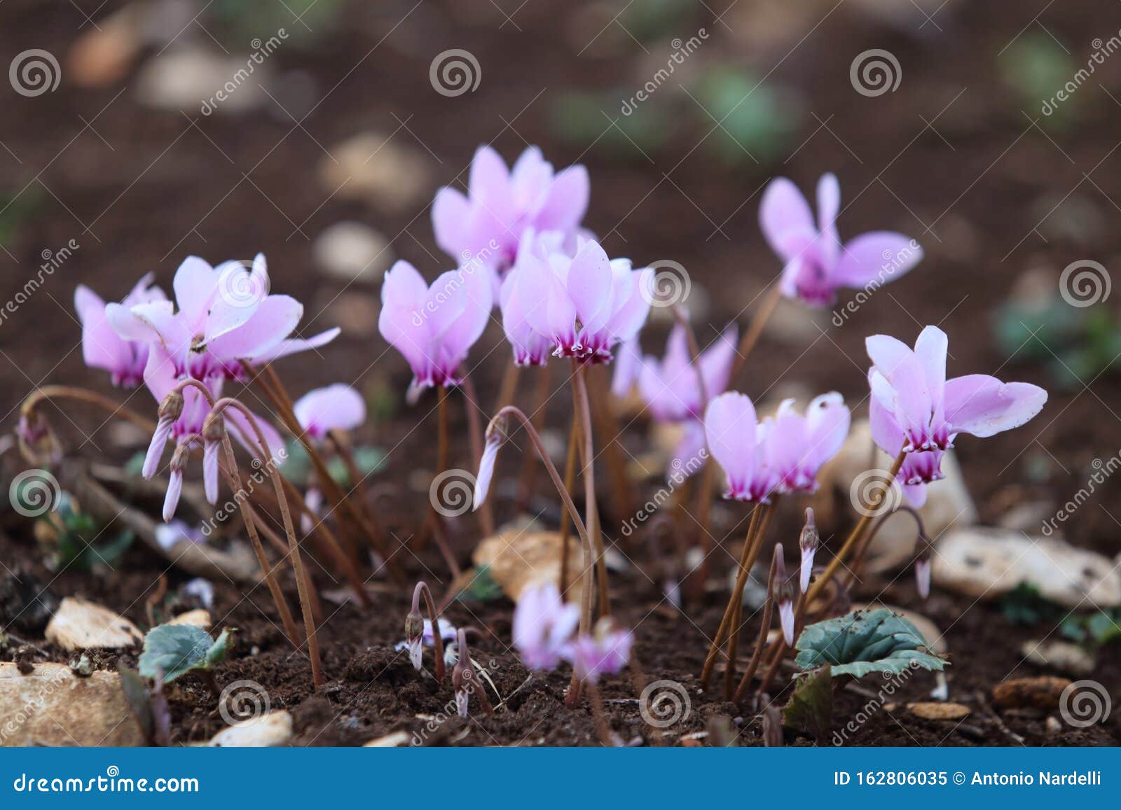 a small group of wild purple cyclamens