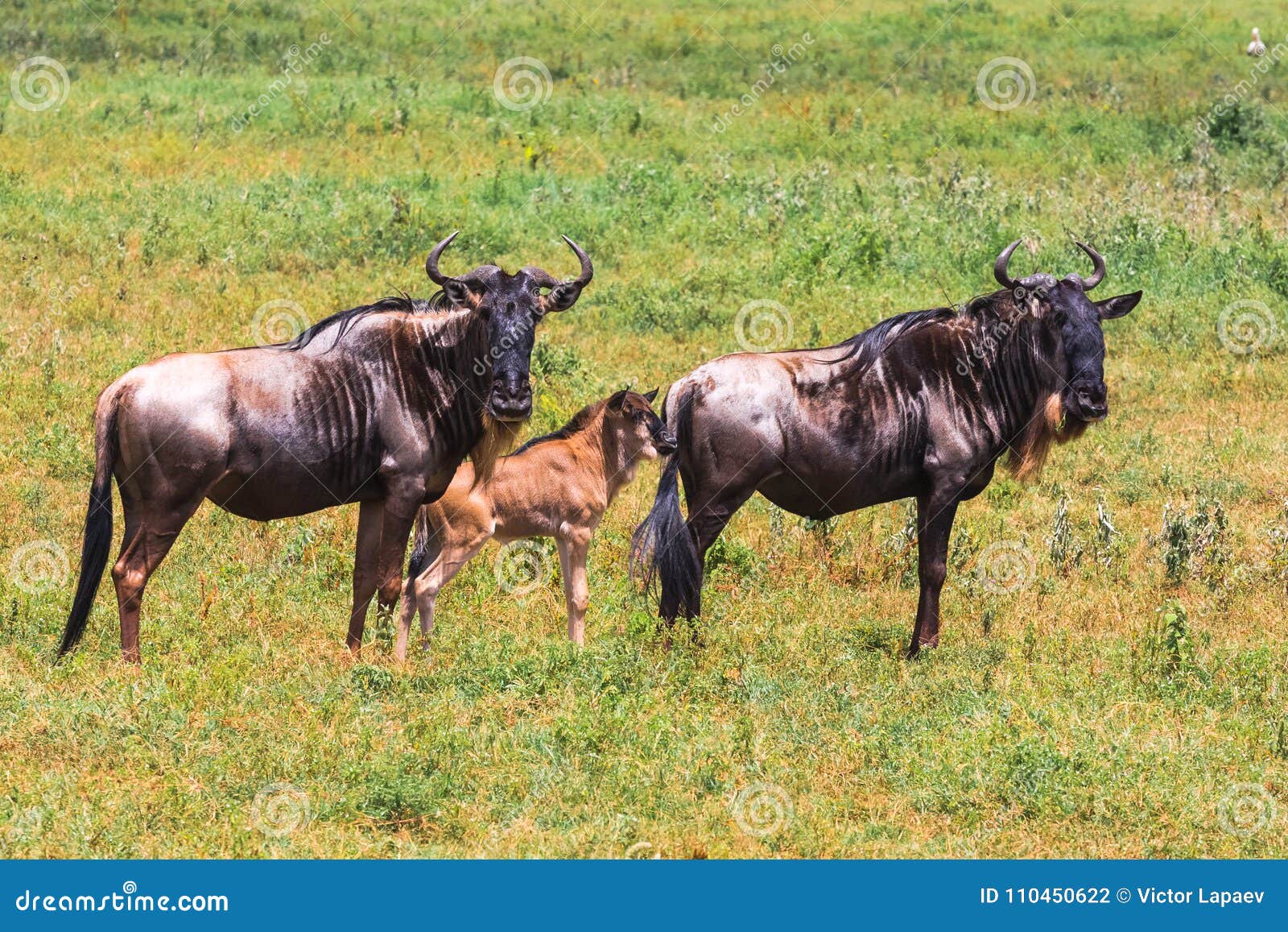small group of wildebeest. crater ngorongoro, tanzania, africa