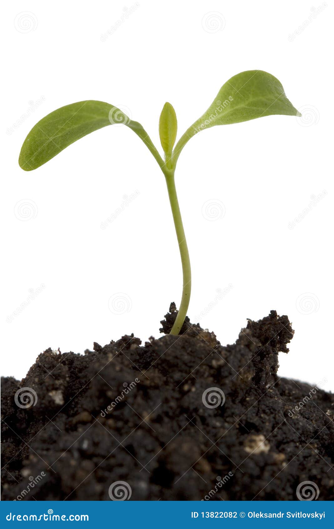A small growing plant stock photo. Image of botanical 13822082