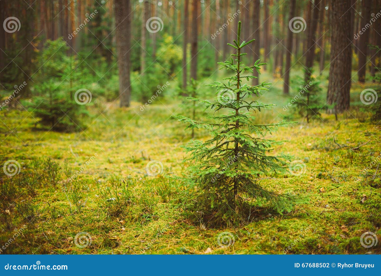 Small Growing Spruce Fir Tree in Coniferous Forest Stock Photo Image of summer, wilderness