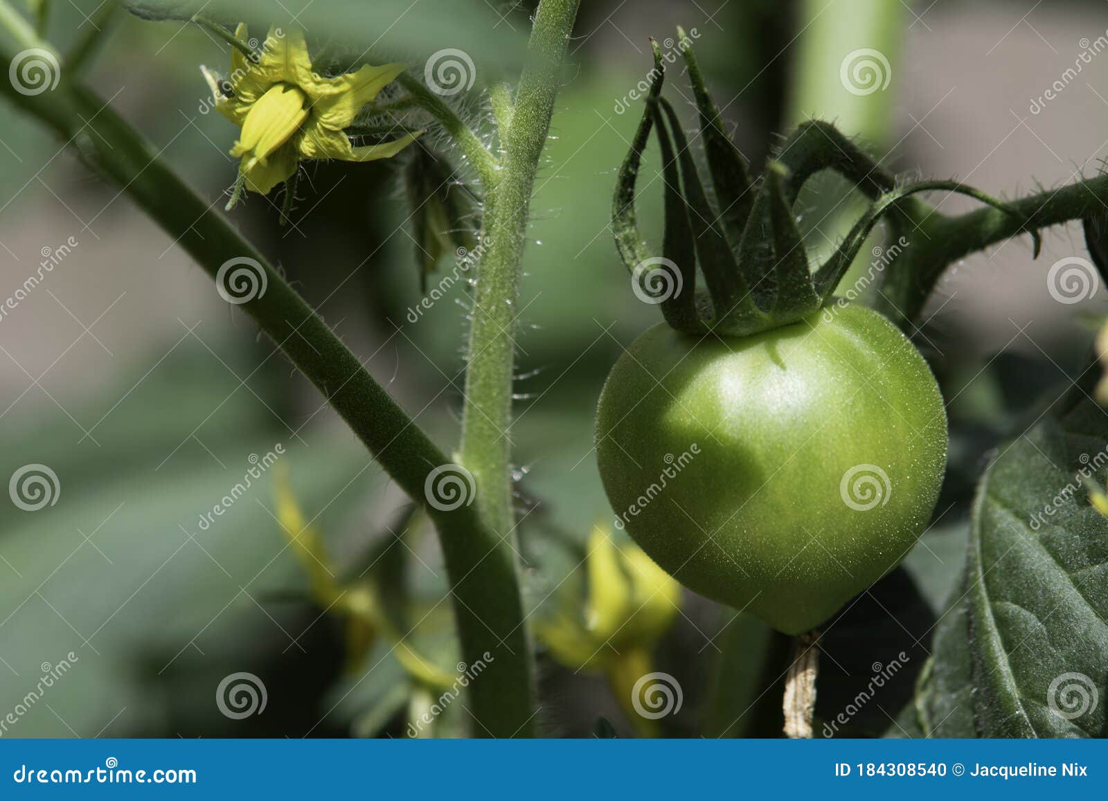 small growing tomato on the vine