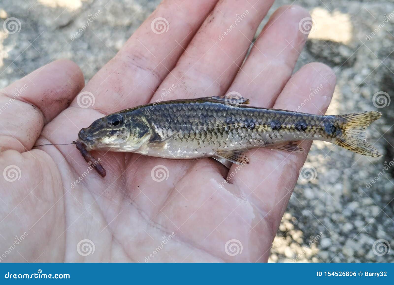 Small Gudgeon Fish Gobio Gobio with Fishing Hook in Mouth, Held in Hand by  Fisherman. Stock Photo - Image of freshwater, river: 154526806