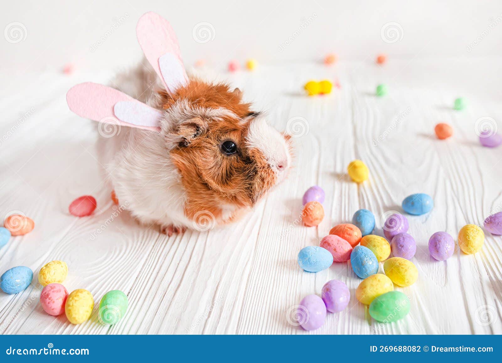 Small Guinea Pig among Easter Eggs. Easter Egg Hunt Stock Photo Image