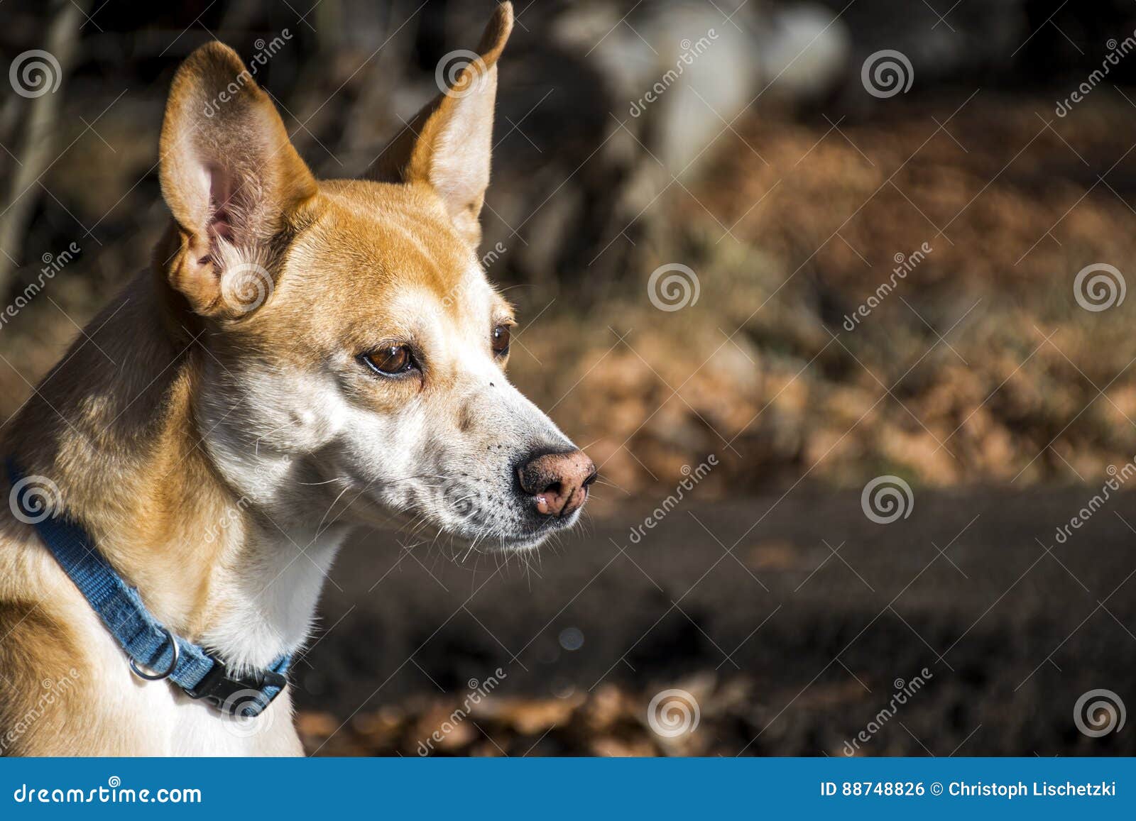 Small hairy dog, Portuguese Podengo wearing a blue collar