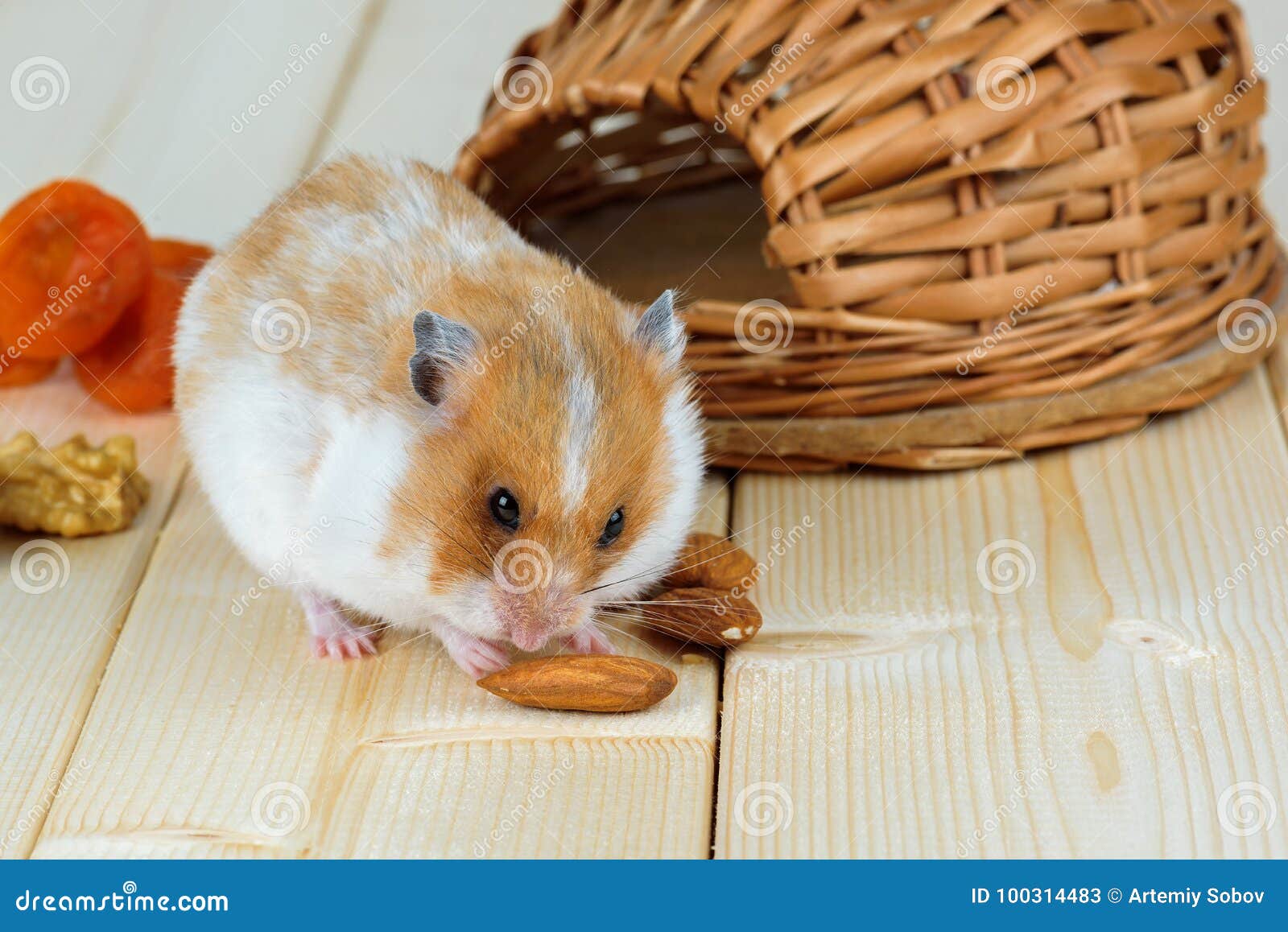 A Small Hamster Eats an Almond Nut at His House. Stock Image Image of