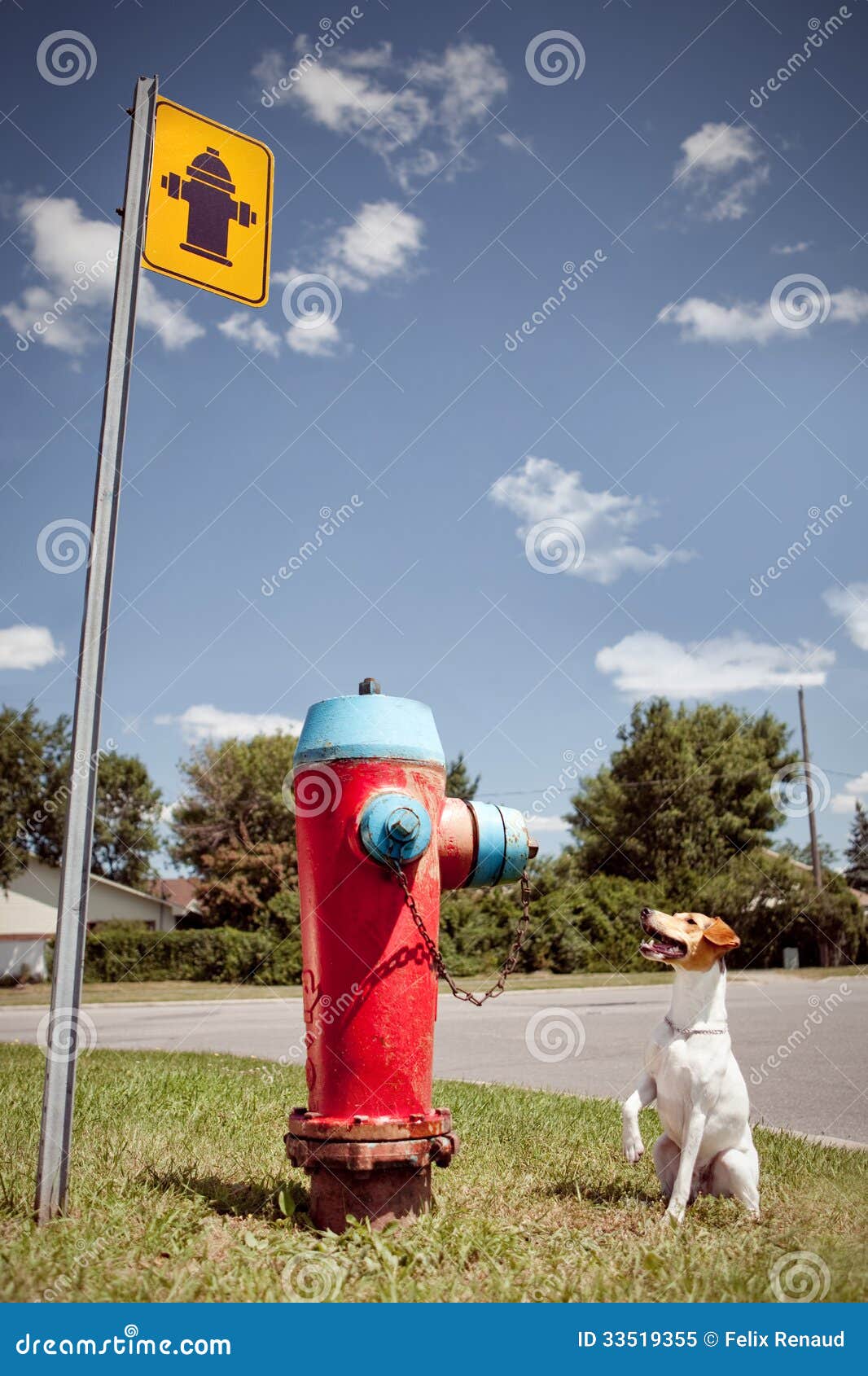 Small Happy Dog and Big Fire Hydrant Stock Image Image of funny