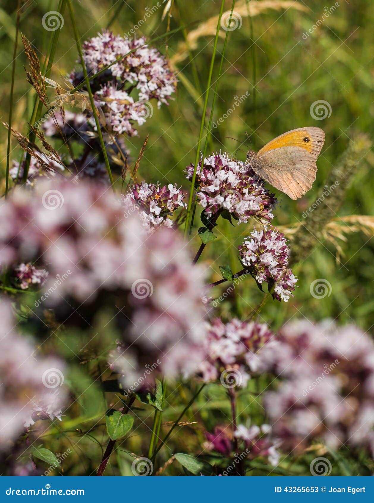 small heath feeding on nectar