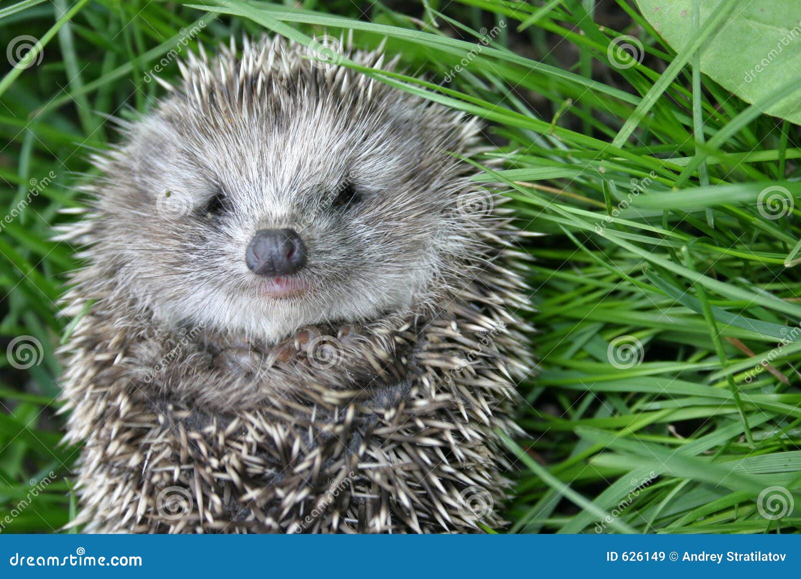 small hedgehog