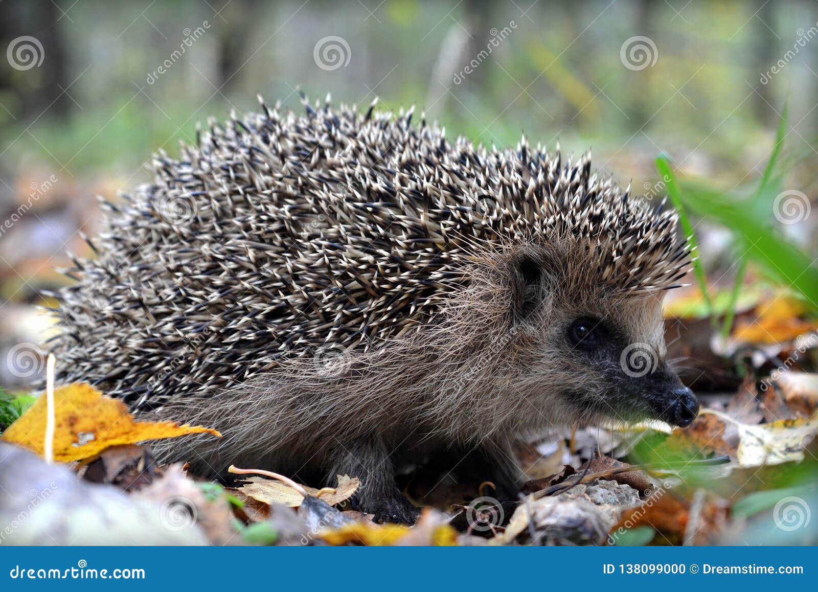 Small Hedgehog, Cute Wild Animal Stock Photo - Image of animal, environs:  138099000