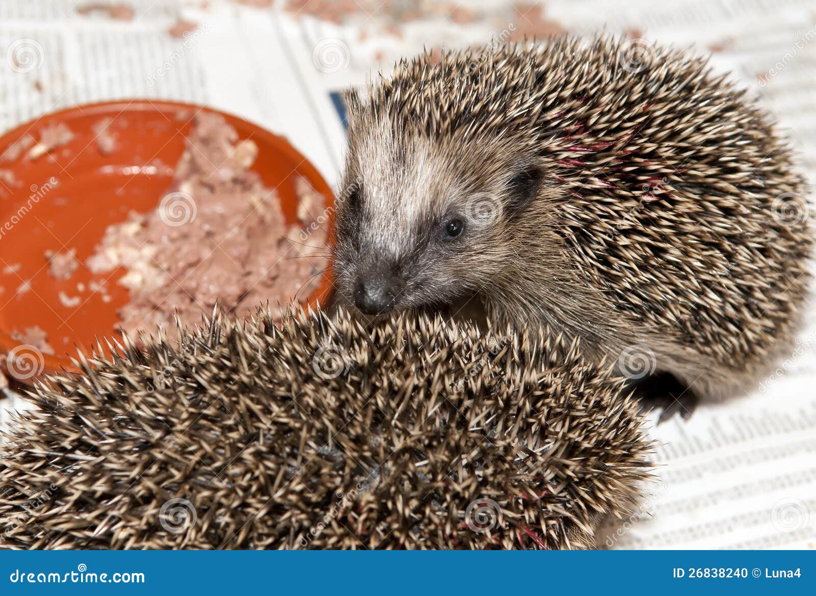 Small hedgehog eats stock photo. Image of young, animals 26838240