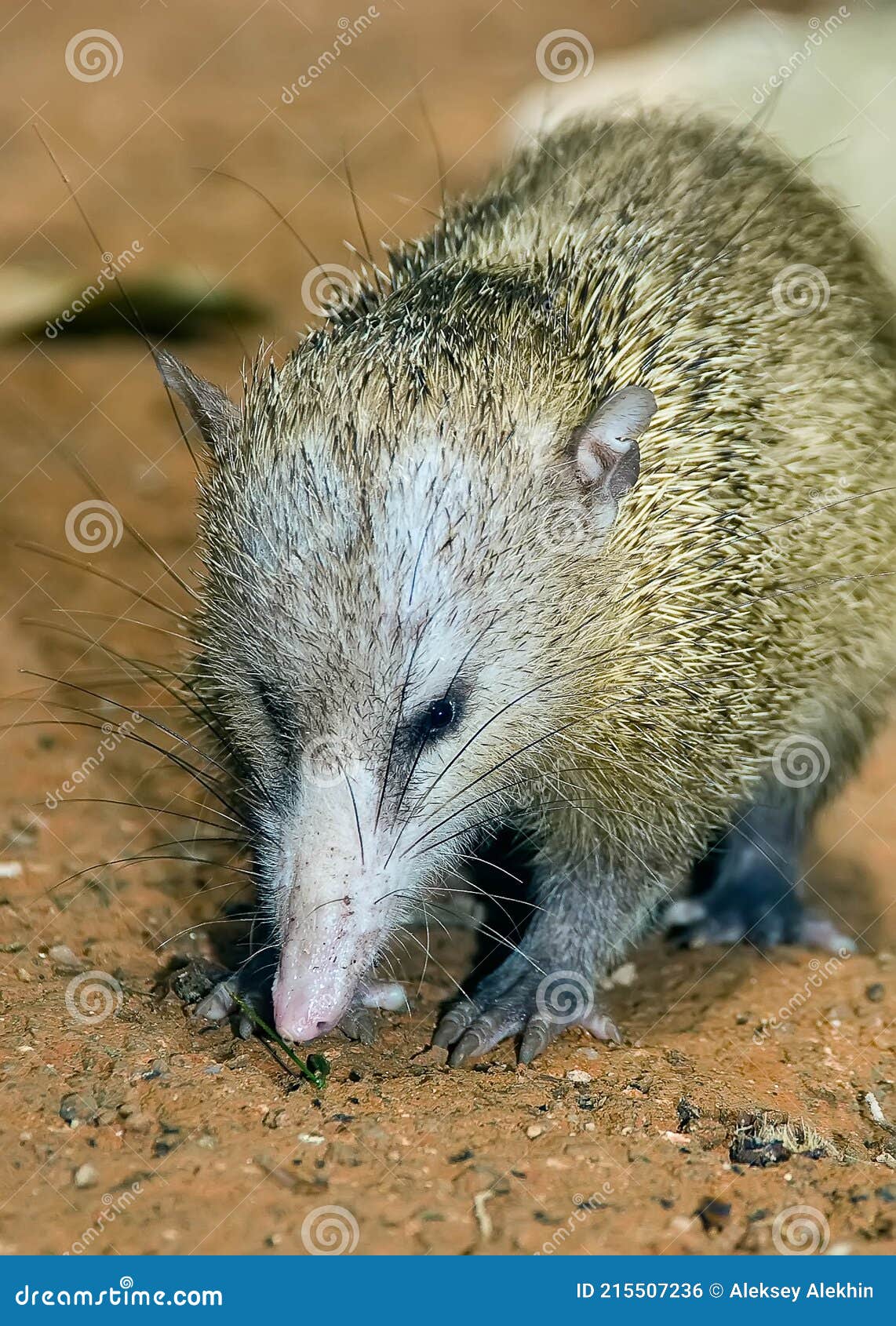 A Small Hedgehog Tenrec is Looking for a Food Stock Photo - Image of biology, prickly: 215507236 A Small Hedgehog Tenrec is Looking for a Food Stock Photo - Image of biology, prickly: 215507236