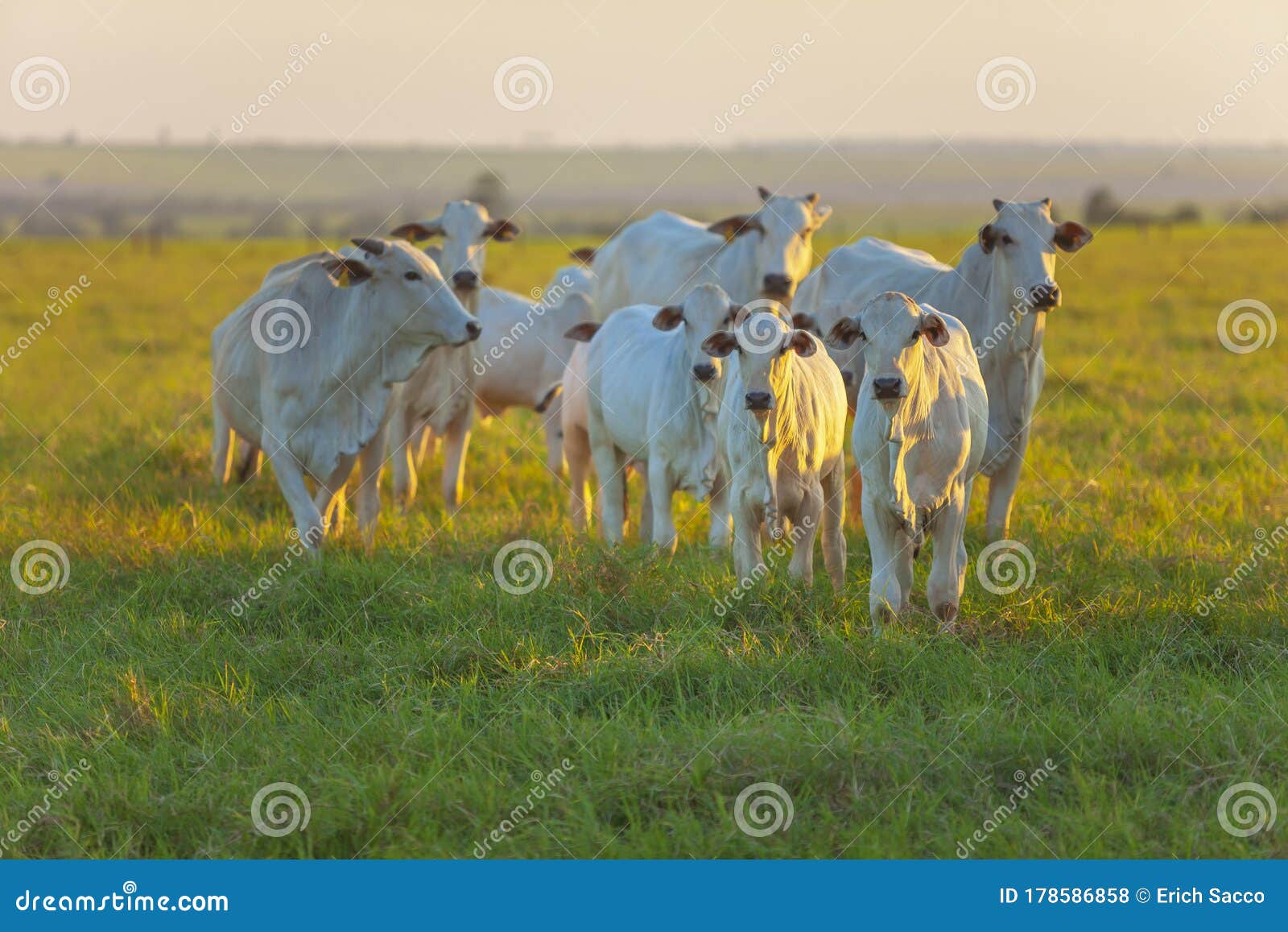 small herd of nelore cattle in the late afternoon, cows and calves