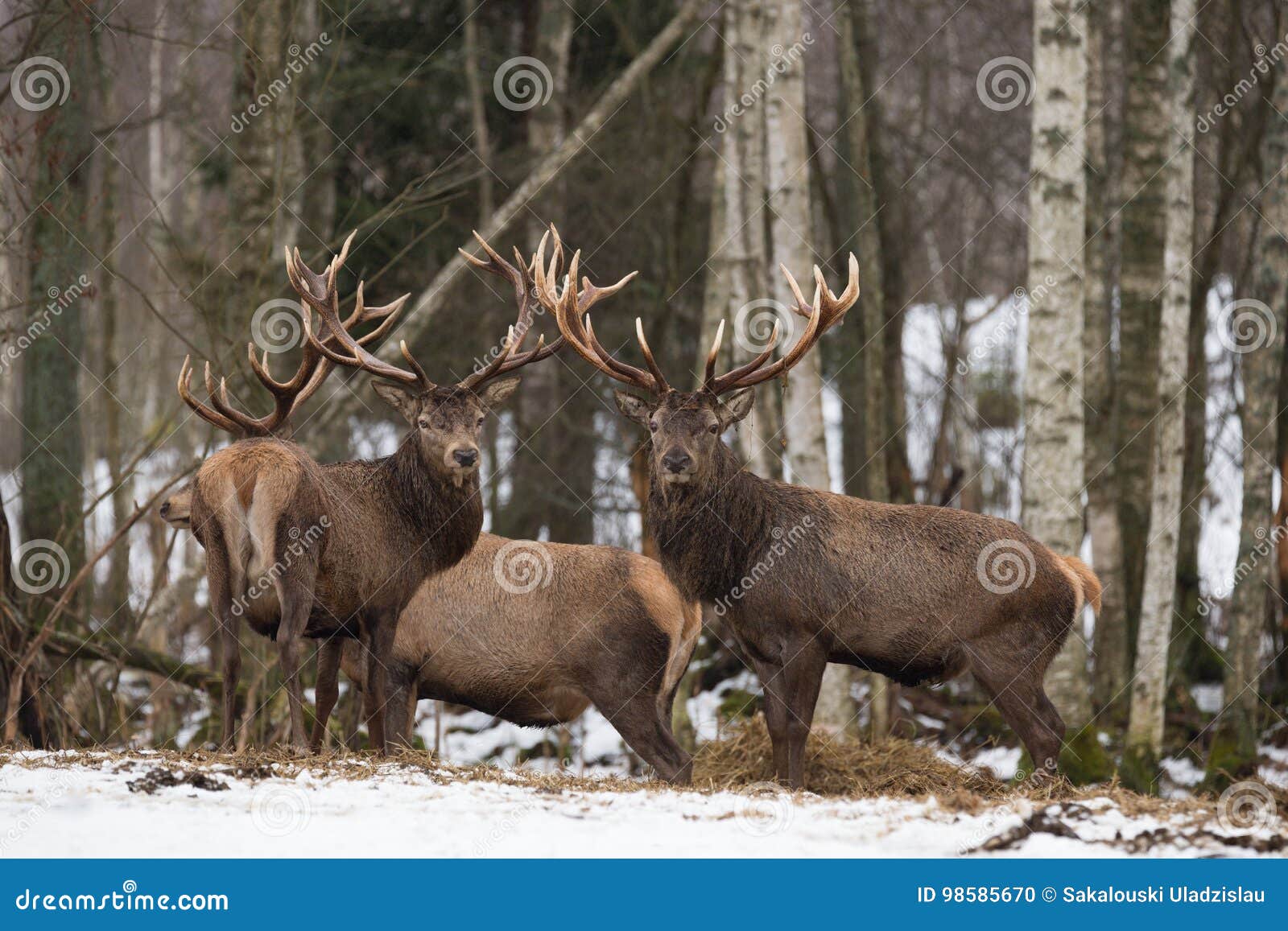 small herd of red deer cervidae : two deer stag,looks at you. several beautiful adult deer cervus elaphus in winter time. wi