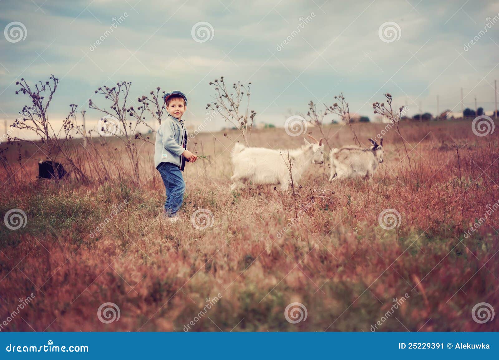 Small herdboy. The boy in a cap in the field grazes goats