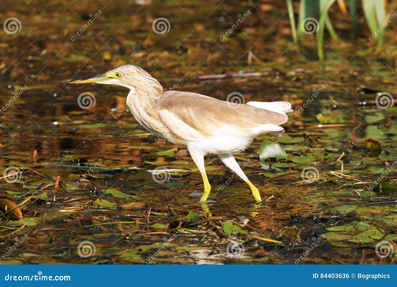 Small Heron Bird on a Swamp in Danube Delta Stock Photo Biology Diagrams