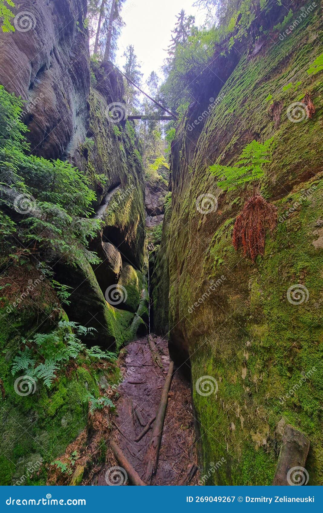 A Small Hiking Trail between the Green Mountains in the Forest. Stock Image Image of travel