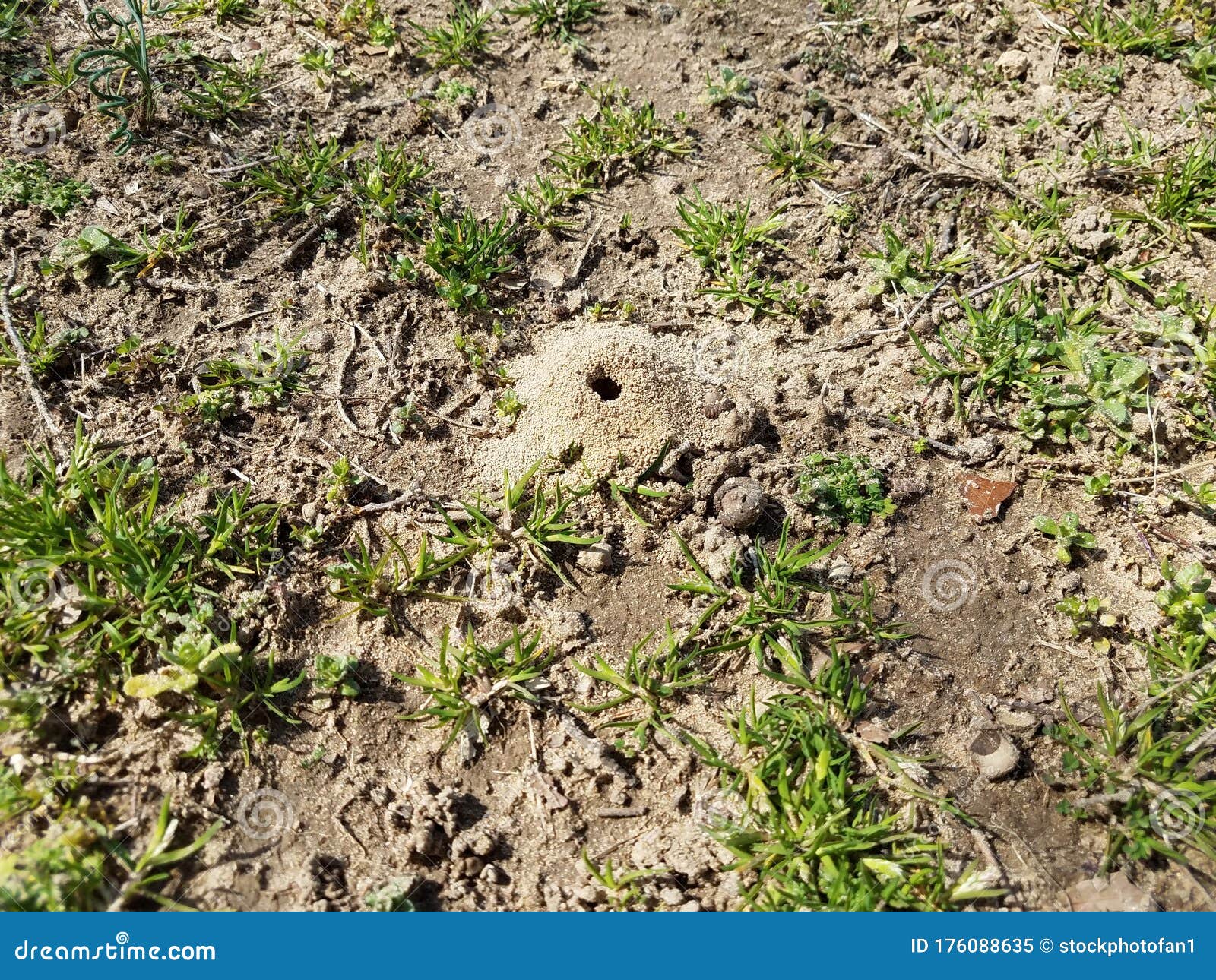 Small Hole and Dirt Mound from Ground Bee Insect Stock Image Image of