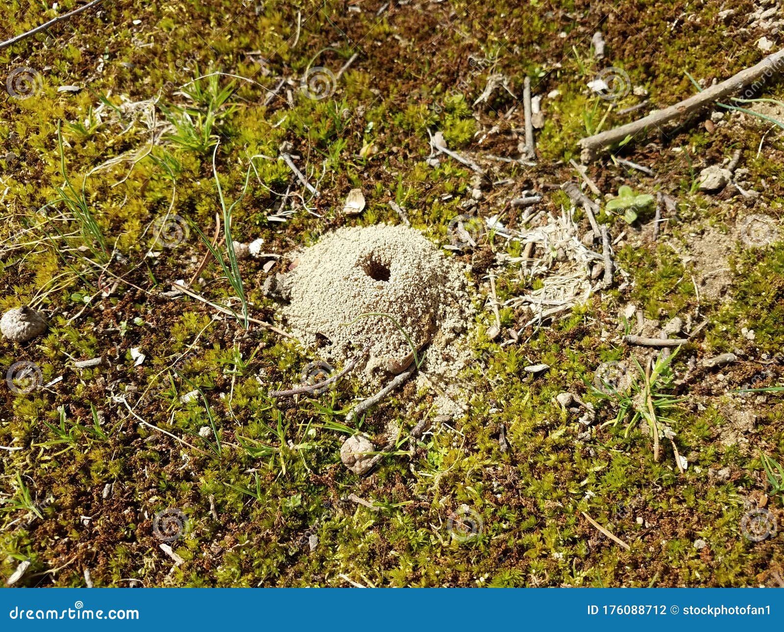 Small Hole and Dirt Mound from Ground Bee Insect Stock Photo Image of