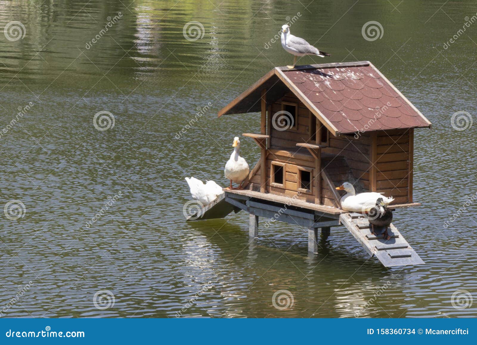 Small House Built into the Lake for Ducks Stock Photo - Image of building, closeup: 158360734 Small House Built into the Lake for Ducks Stock Photo - Image of building, closeup: 158360734