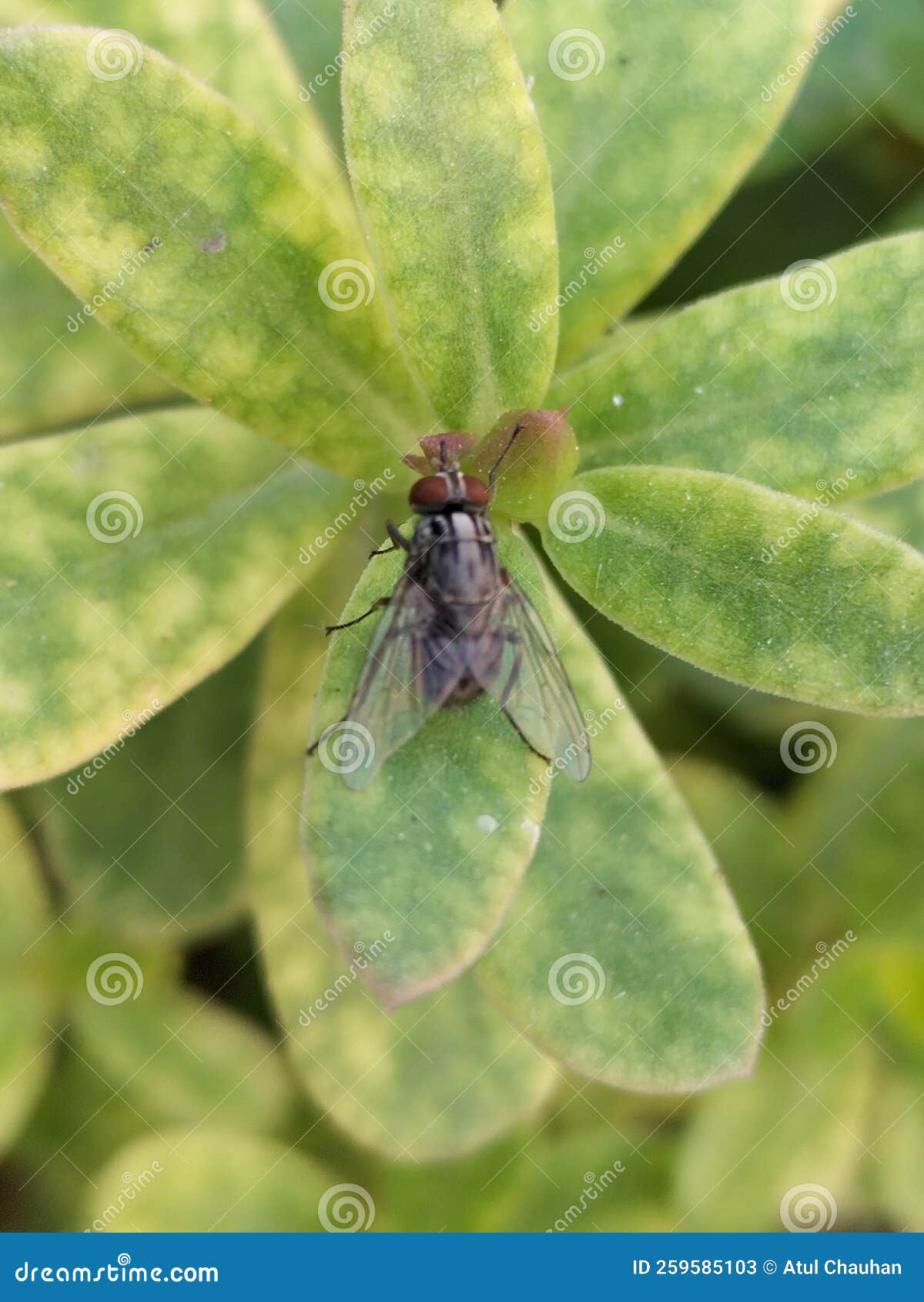 Housefly Resting on the Green Leaf Stock Image Image of green