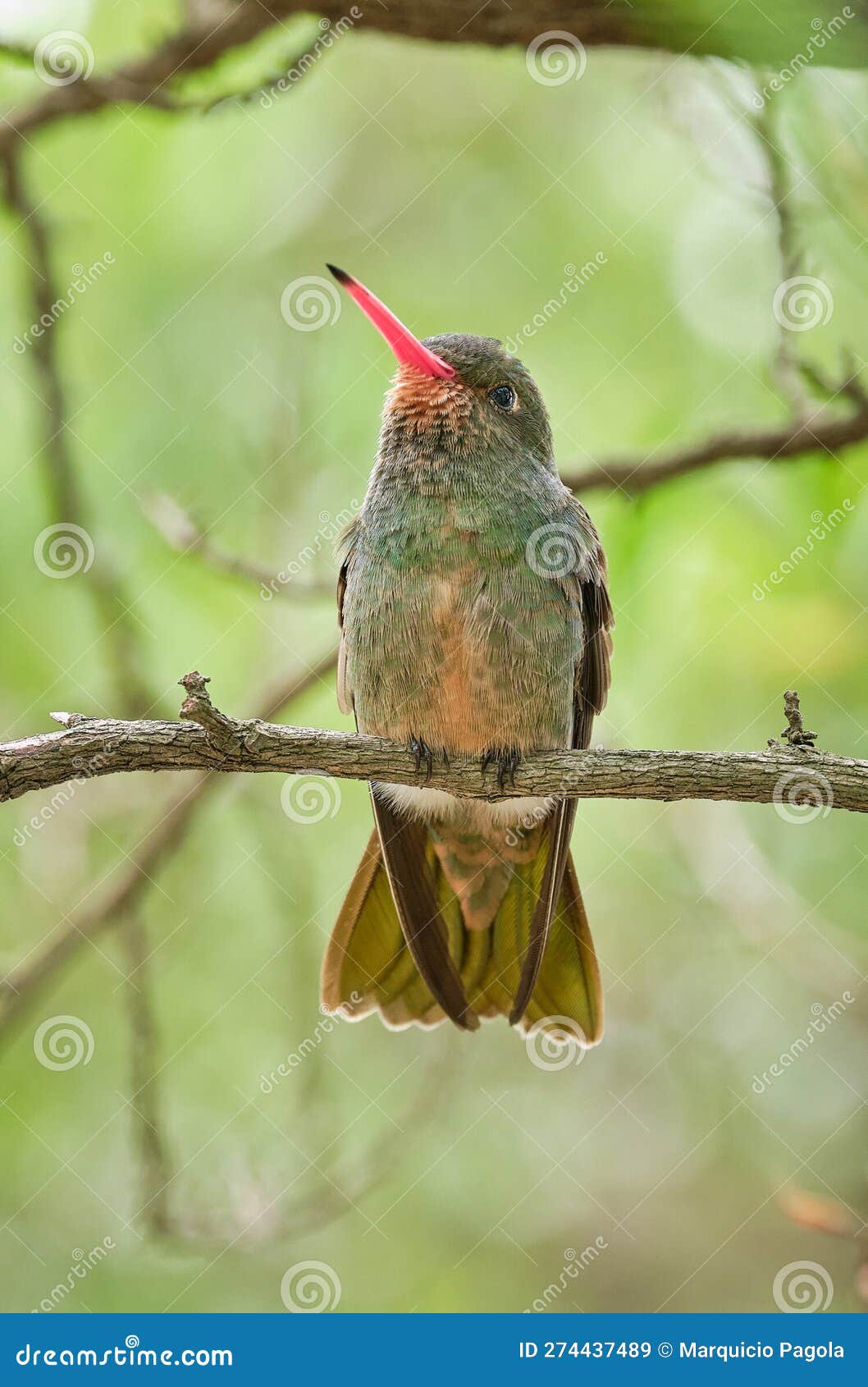 small hummingbird resting on a thin tree branch.