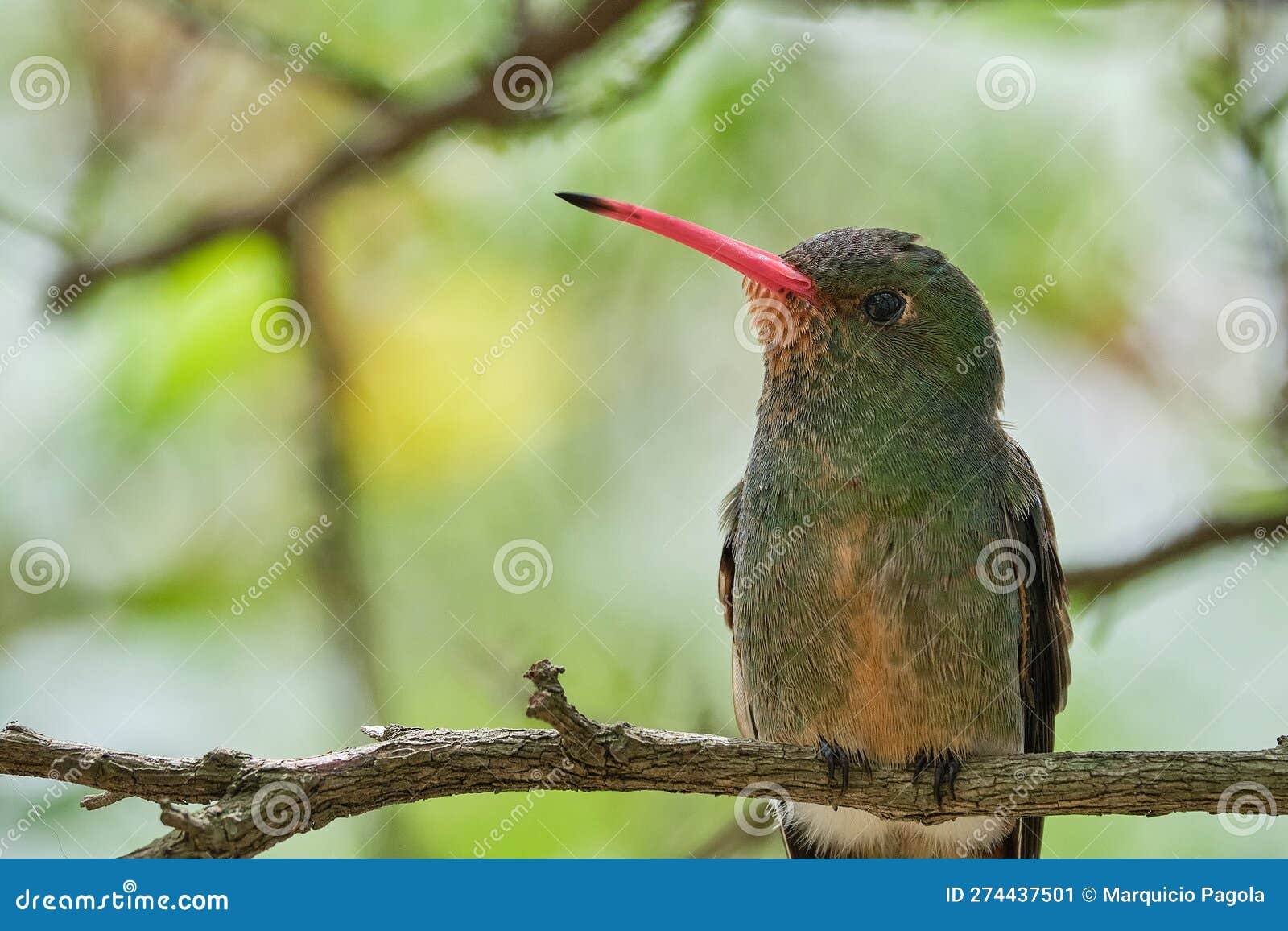small hummingbird resting on a thin tree branch.