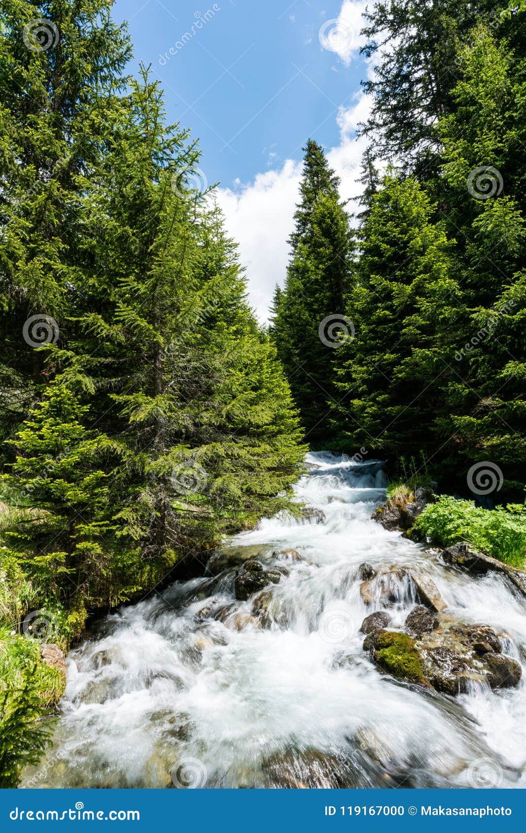 Small Idyllic Mountain Stream In The Middle Of A Pine Forest In The