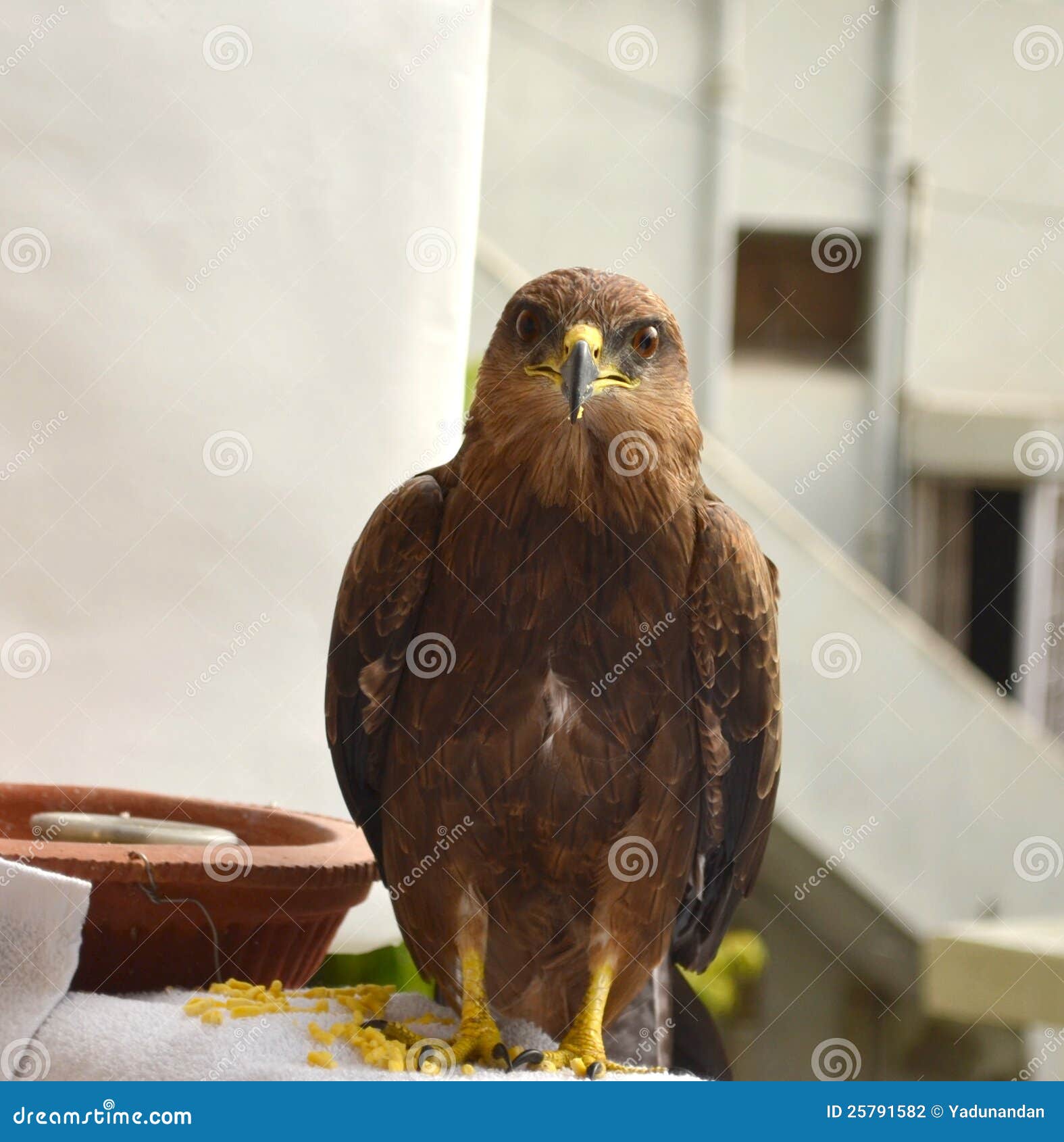 Small Indian Kite Bird Eating Food Stock Photo Image of bird, wings