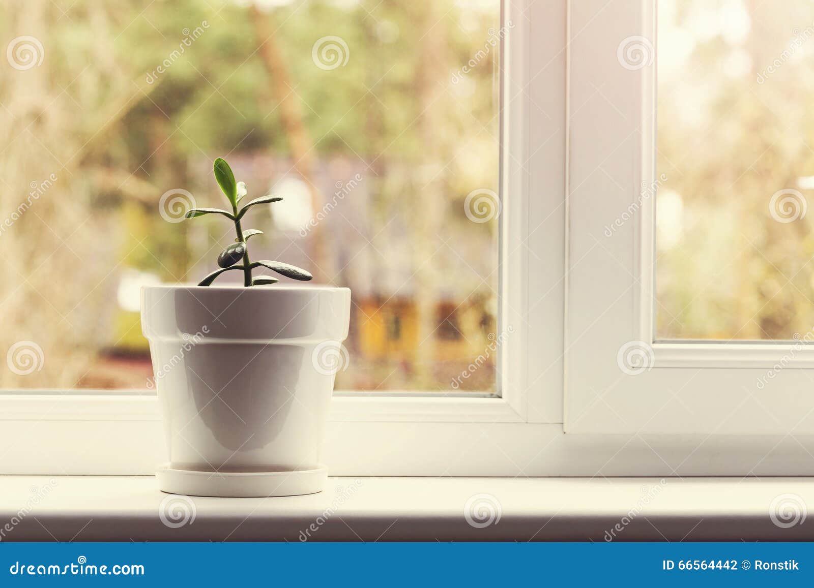  Small  Indoor  Crassula Plant  In Pot On Window  Sill Stock 