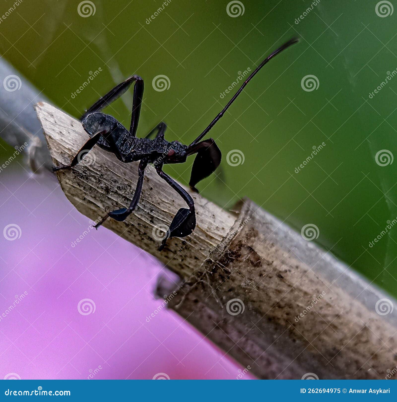 small insect in black costum
